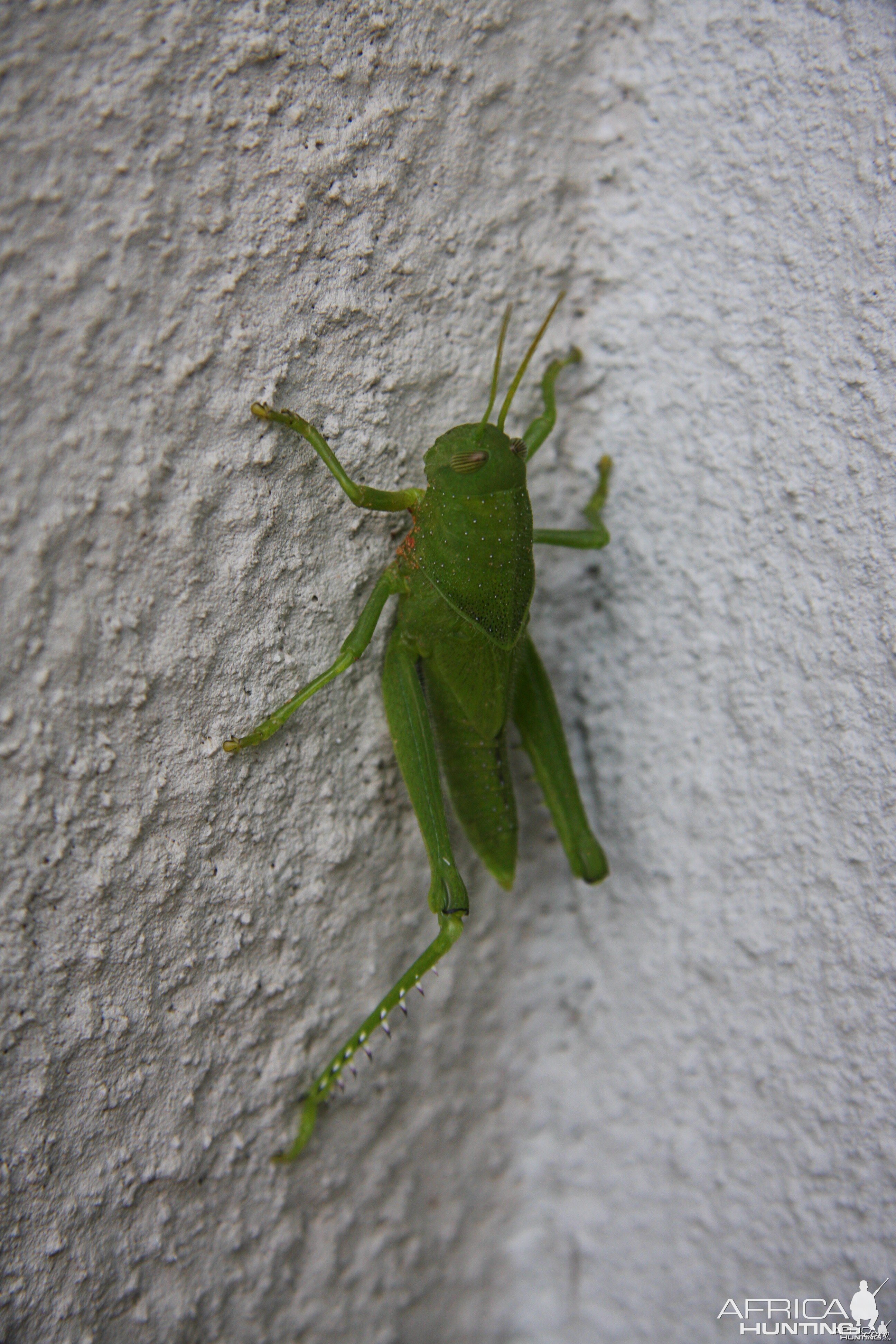 Grasshopper Namibia