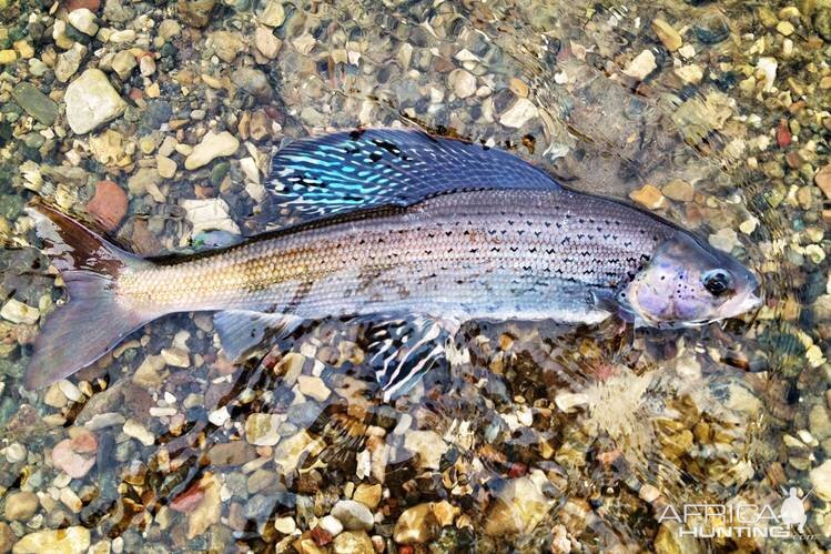 Grayling Fishing