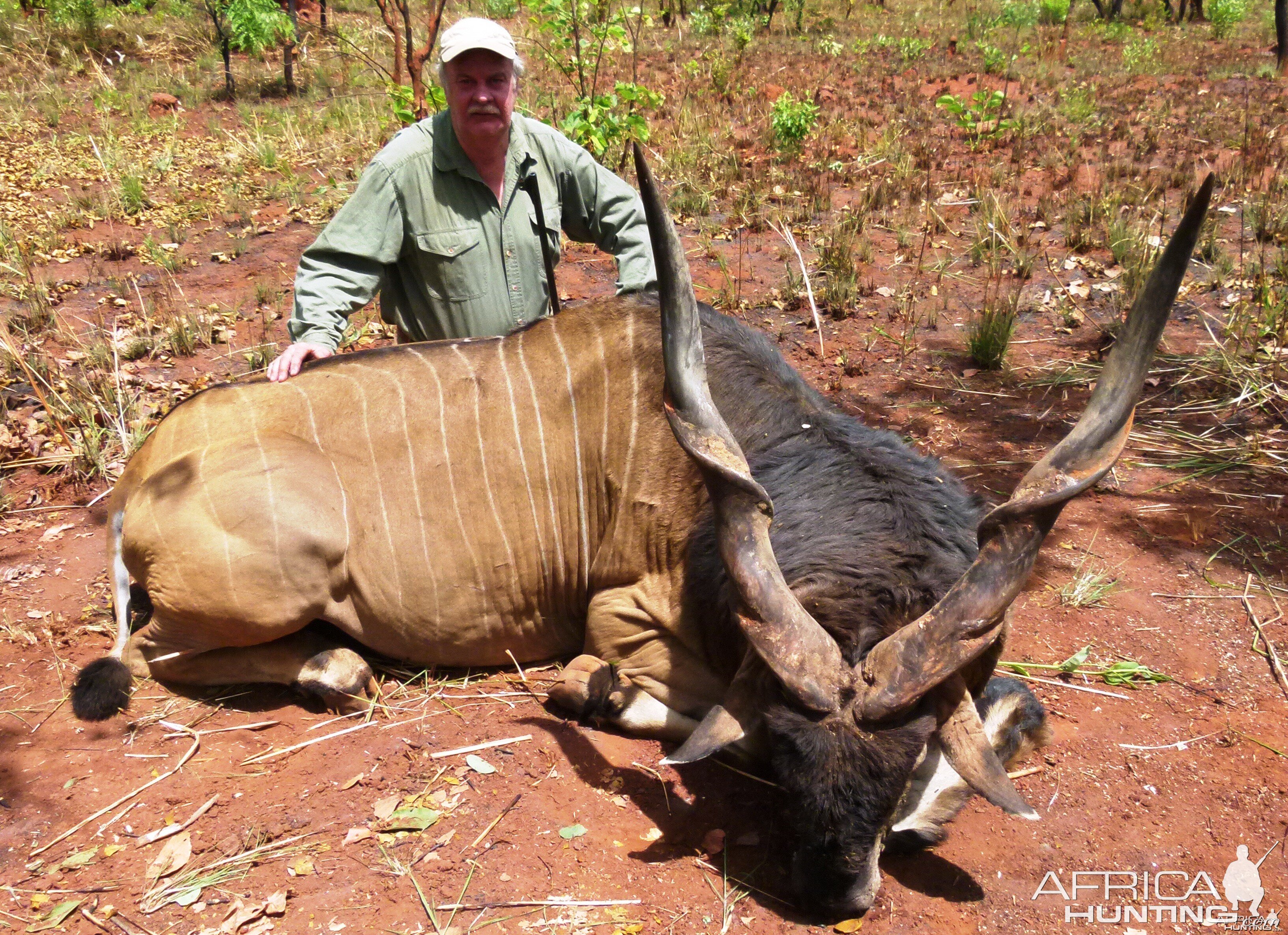 Great black ruff Lord Derby Eland