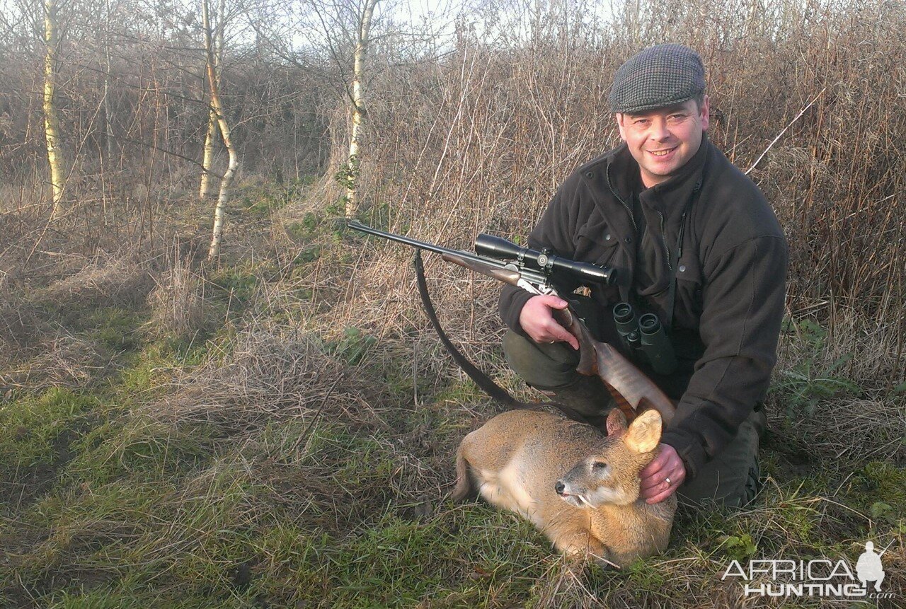 Great Britain Hunt Muntjac Deer