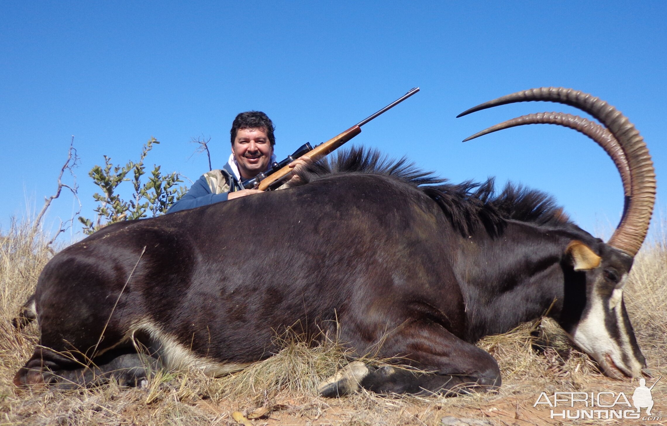 Great Sable Bull