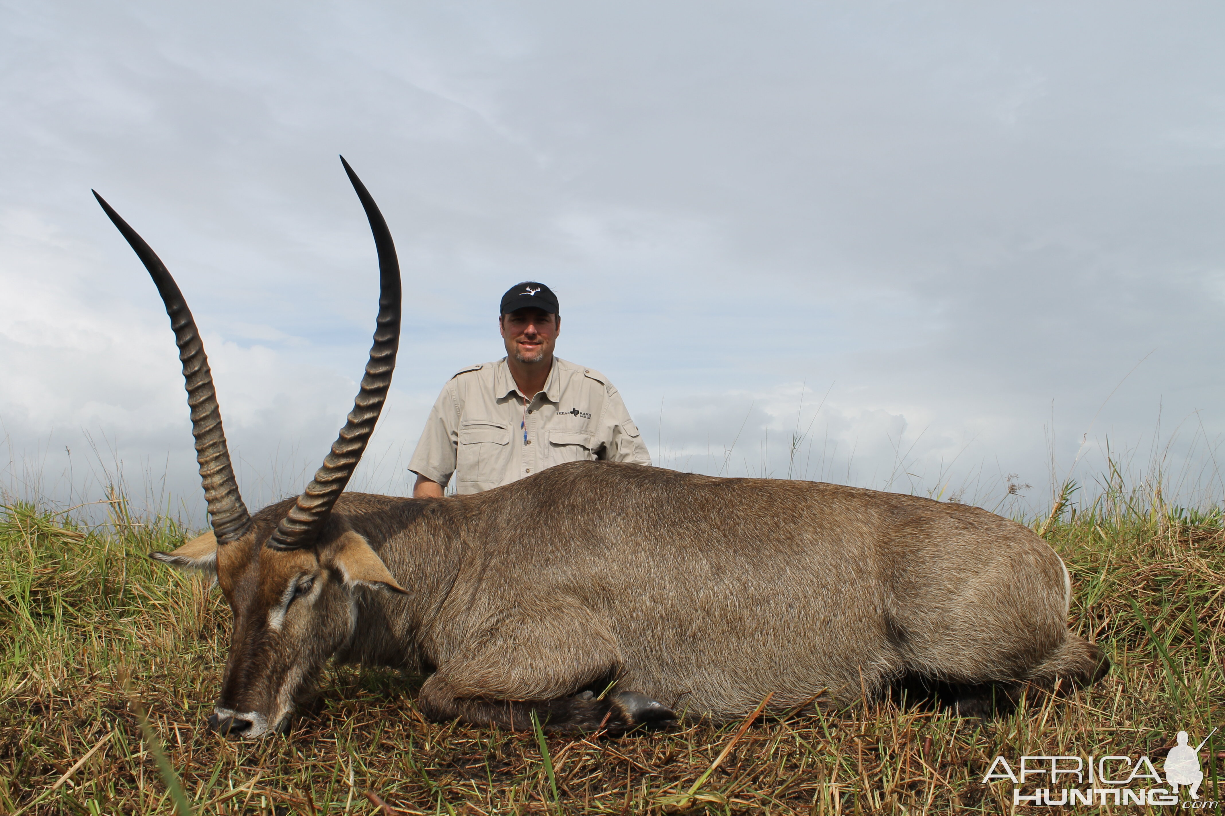 Great Waterbuck