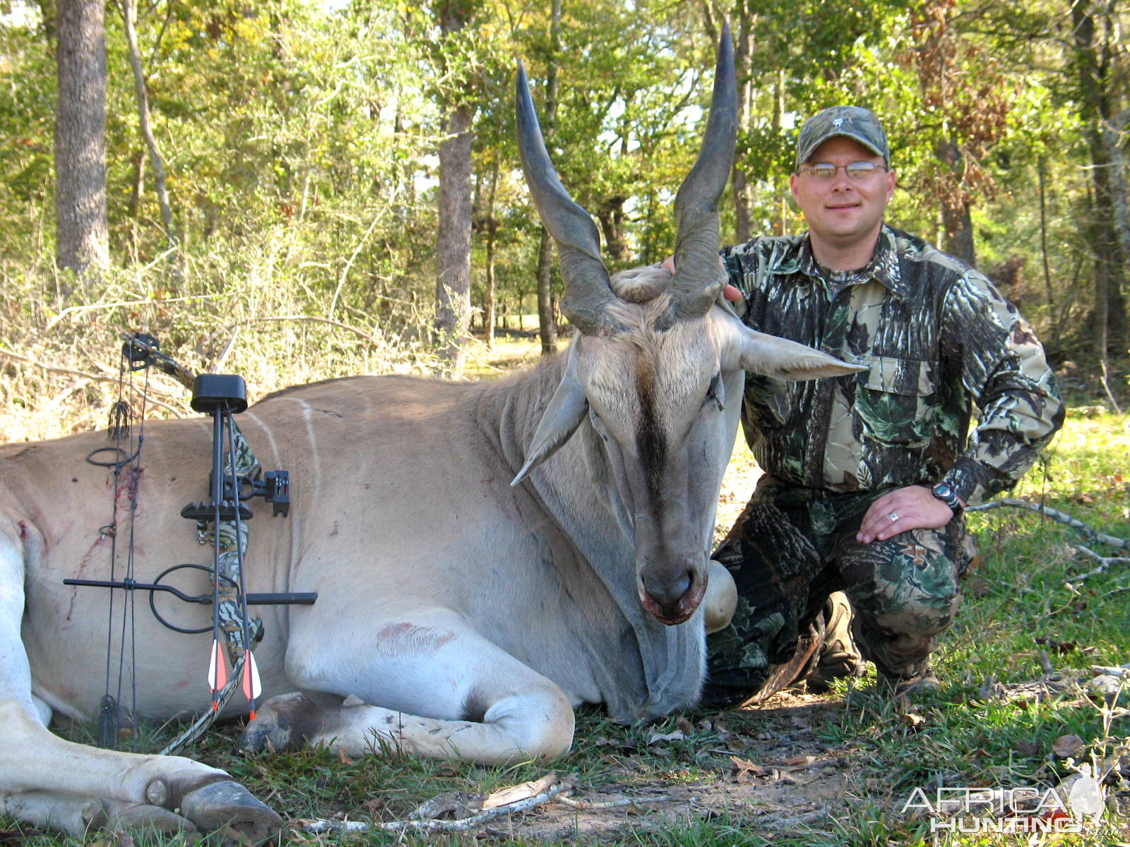 Greater Eland