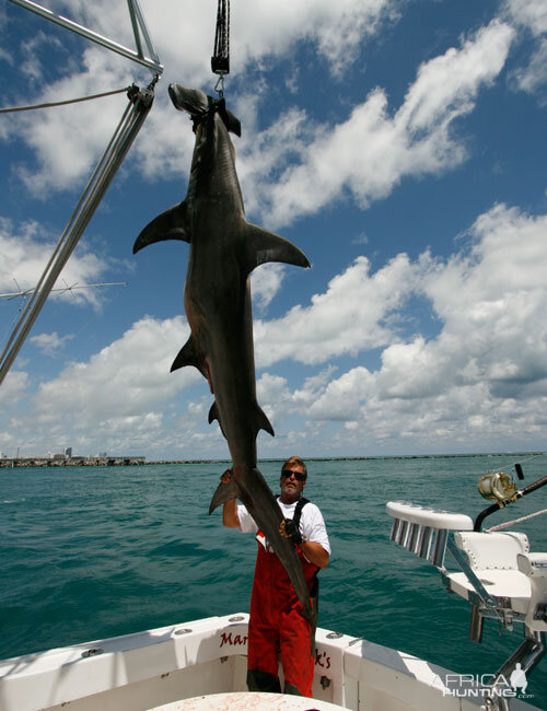 Greater Hammerhead Shark