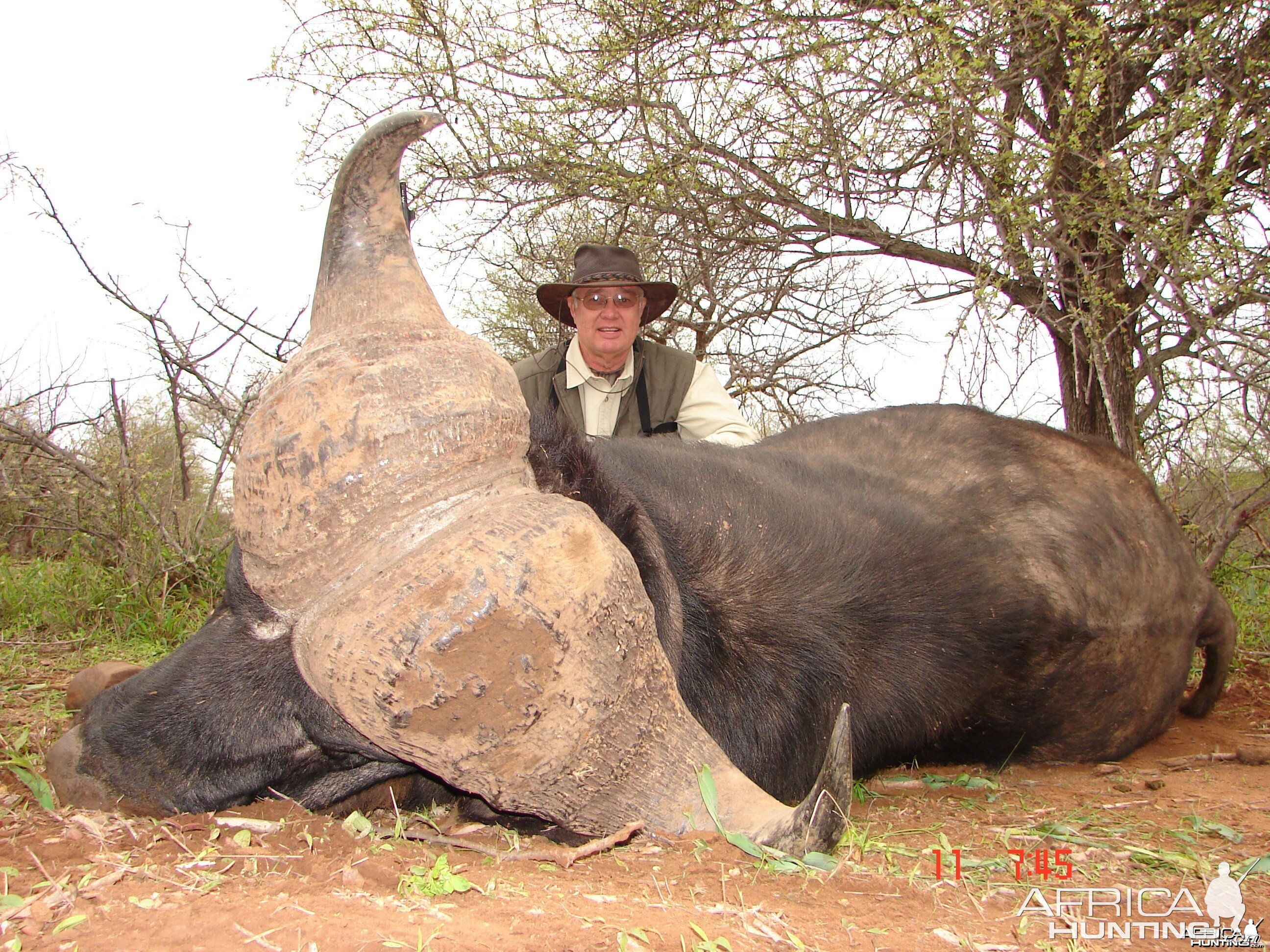 Greater Kruger Buffalo