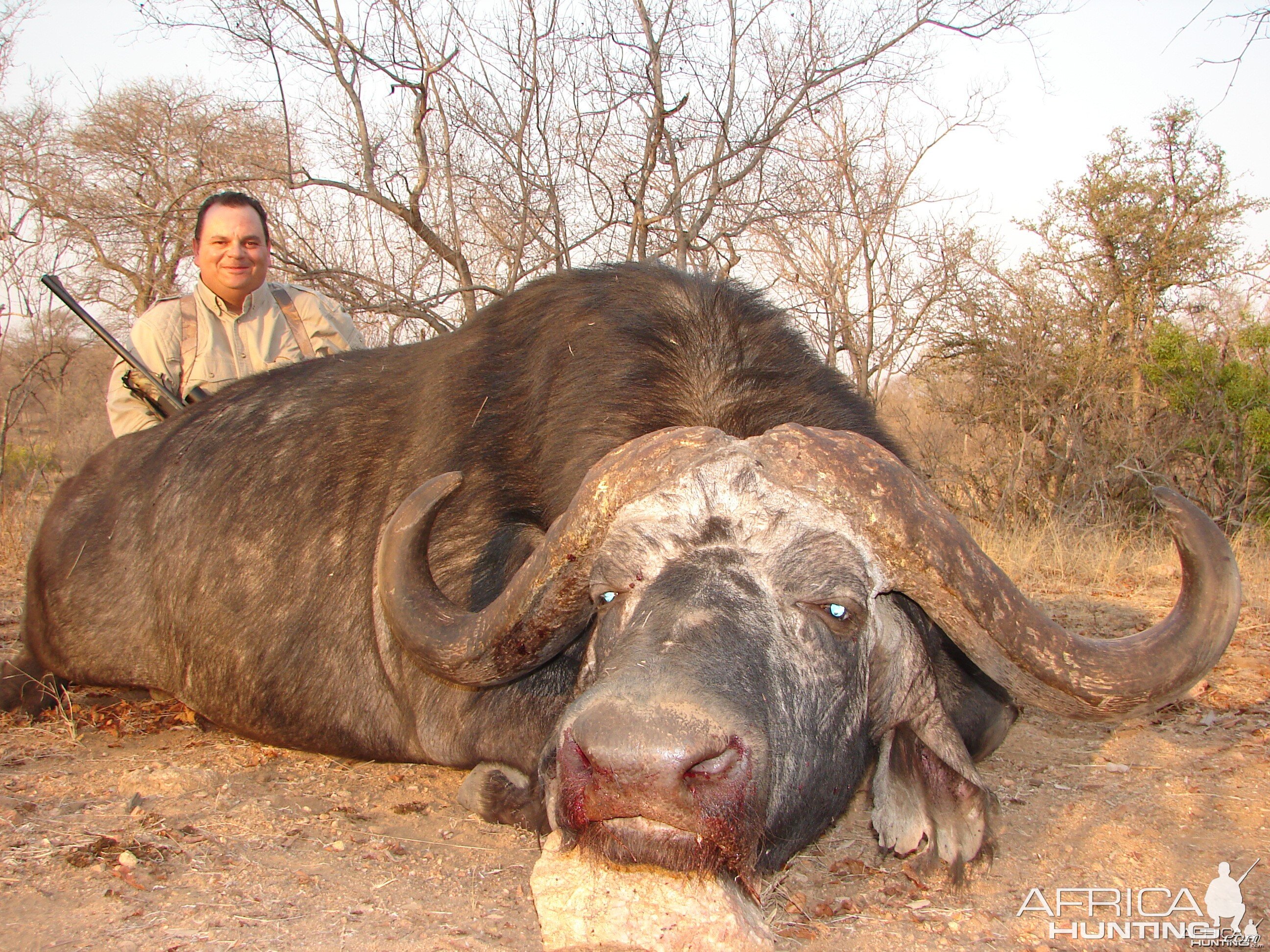 Greater Kruger Buffalo