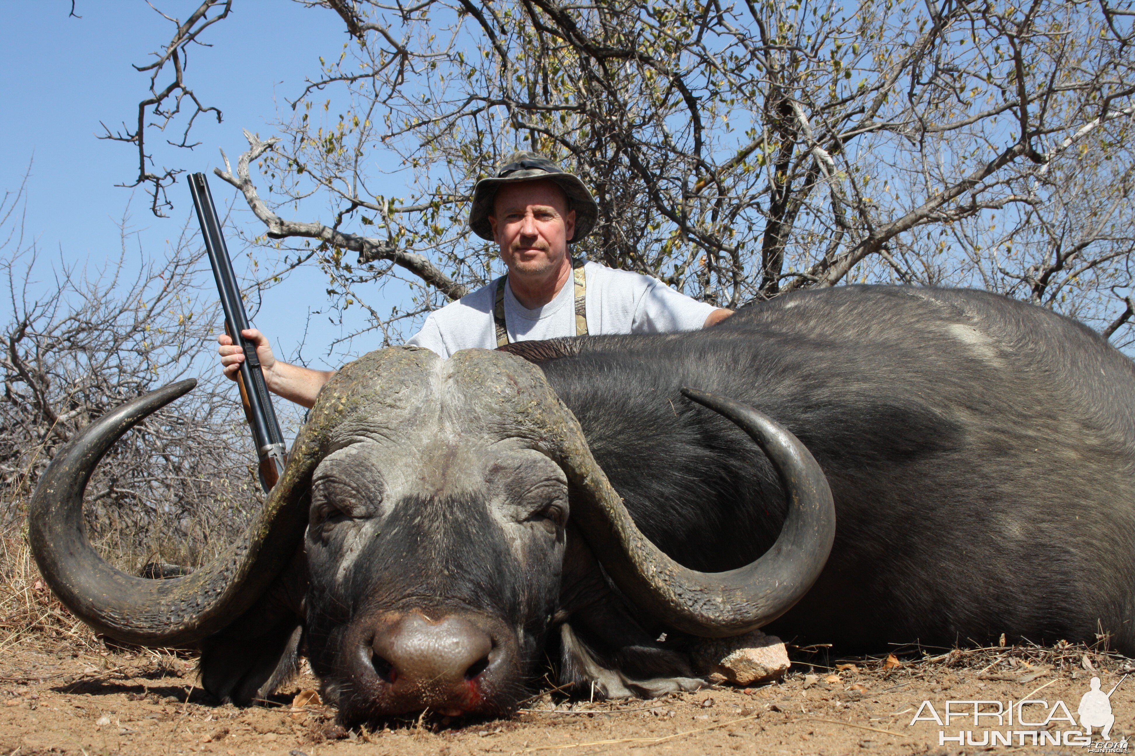 Greater Kruger Buffalo