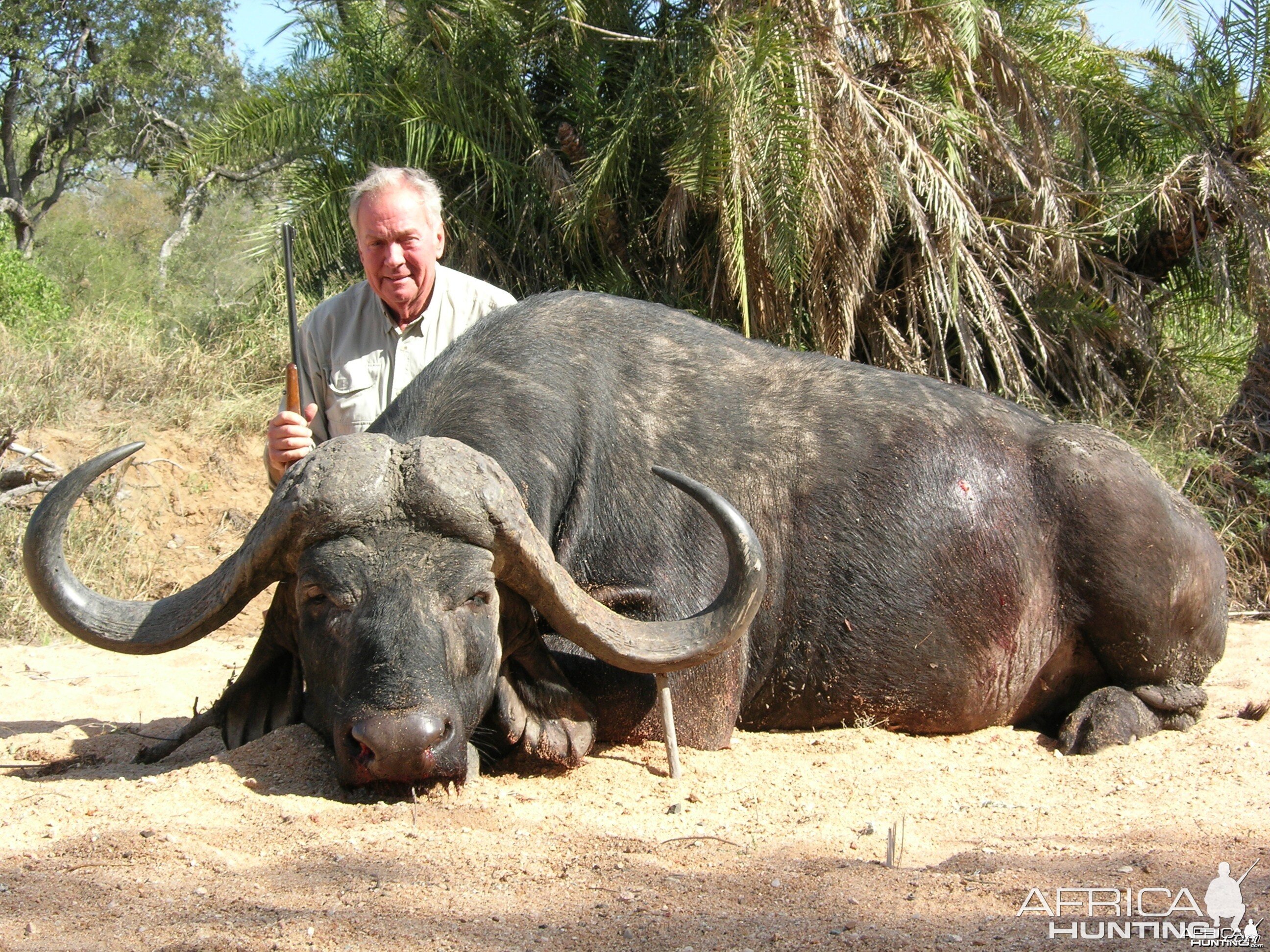 Greater Kruger Buffalo