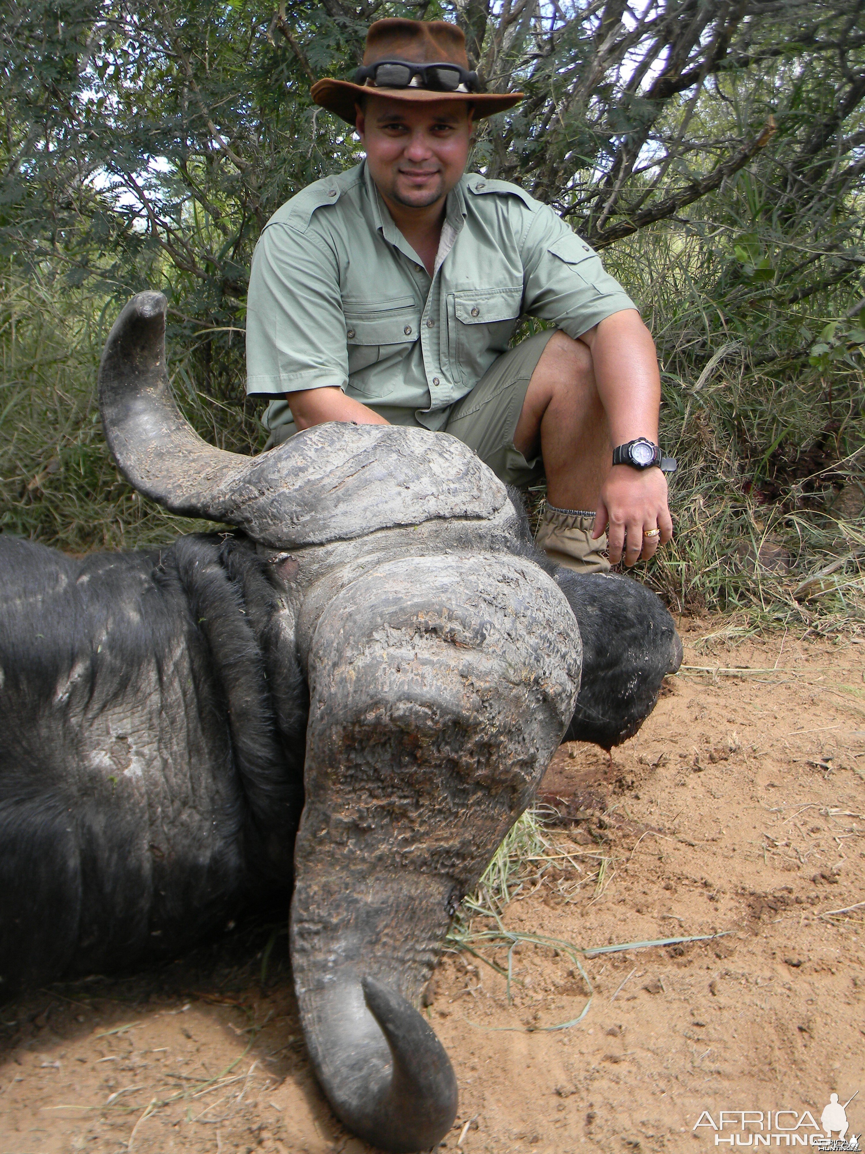 Greater Kruger Buffalo