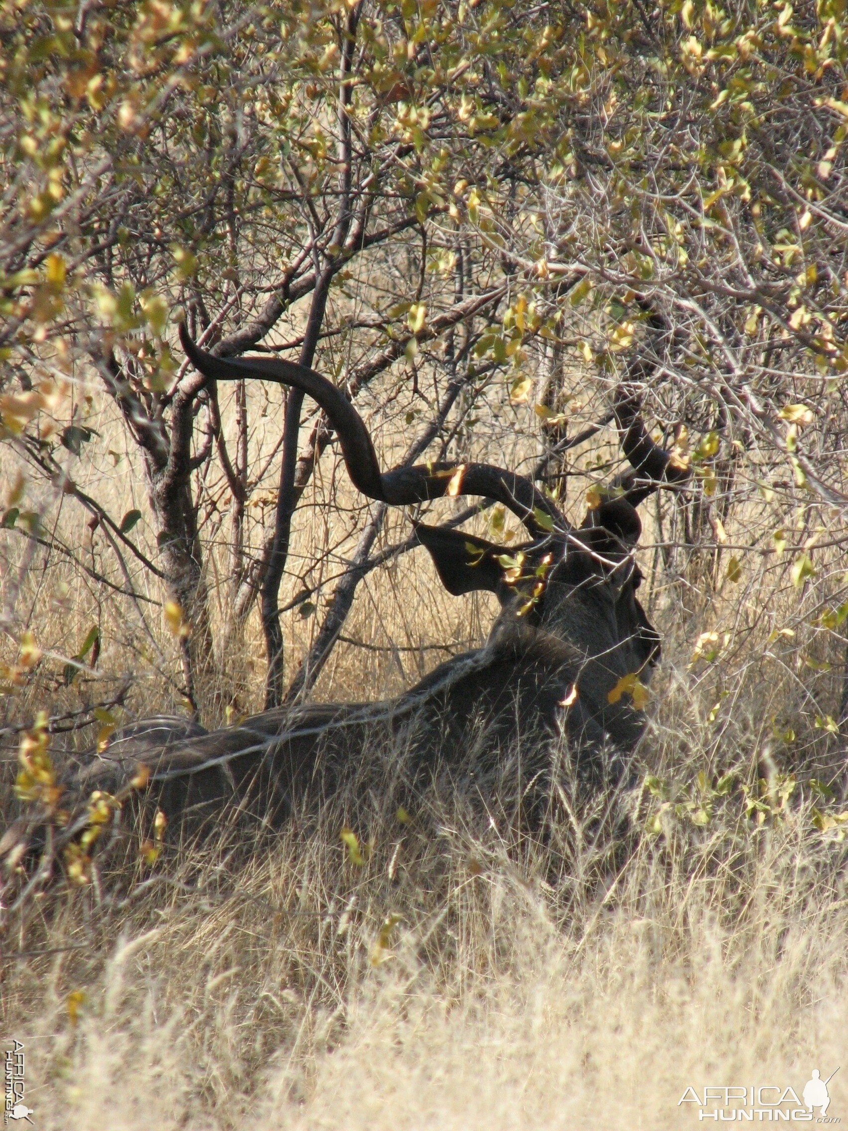 Greater Kudu at Etosha National Park, Namibia