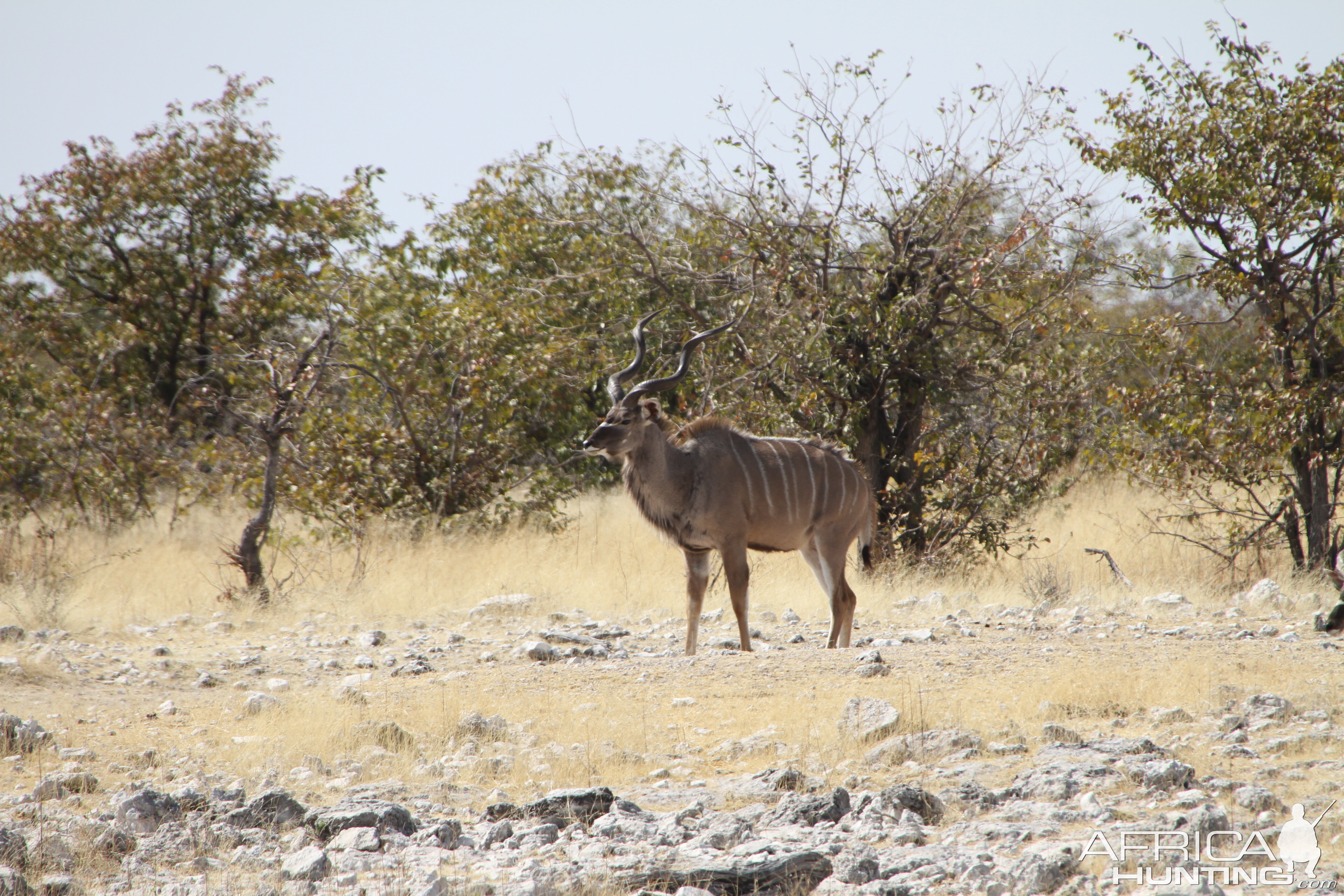 Greater Kudu at Etosha National Park