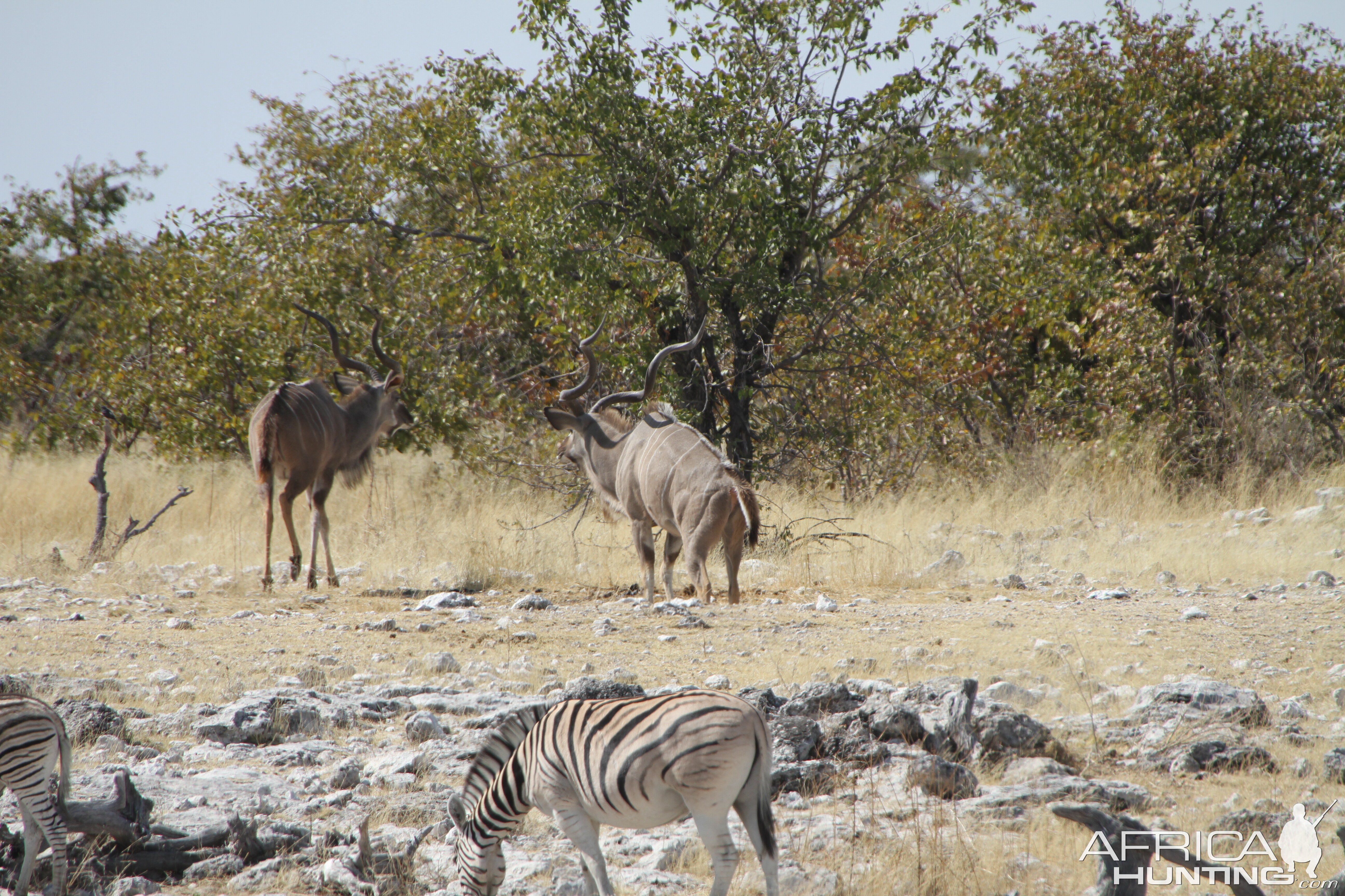 Greater Kudu at Etosha National Park