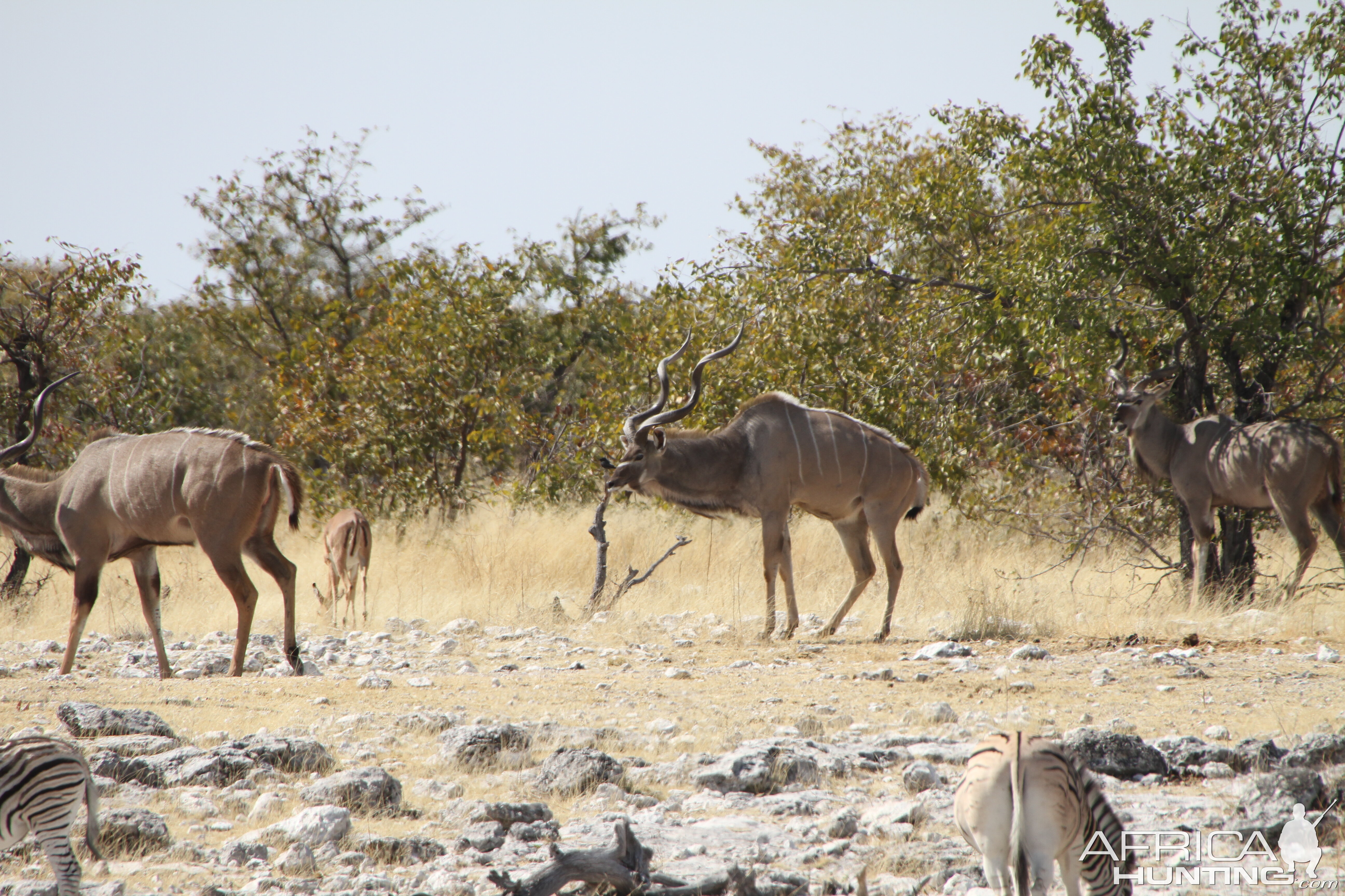 Greater Kudu at Etosha National Park