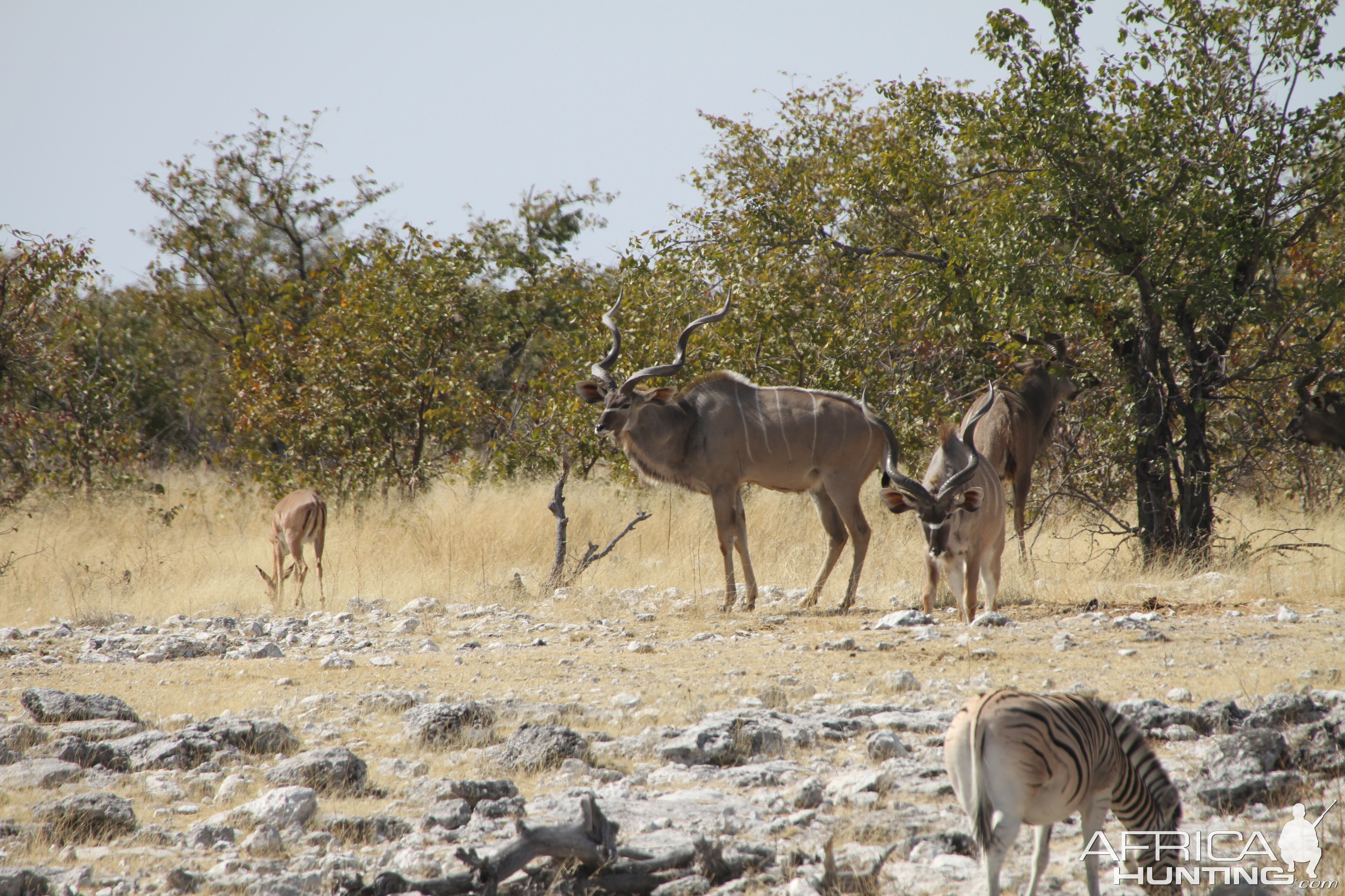 Greater Kudu at Etosha National Park