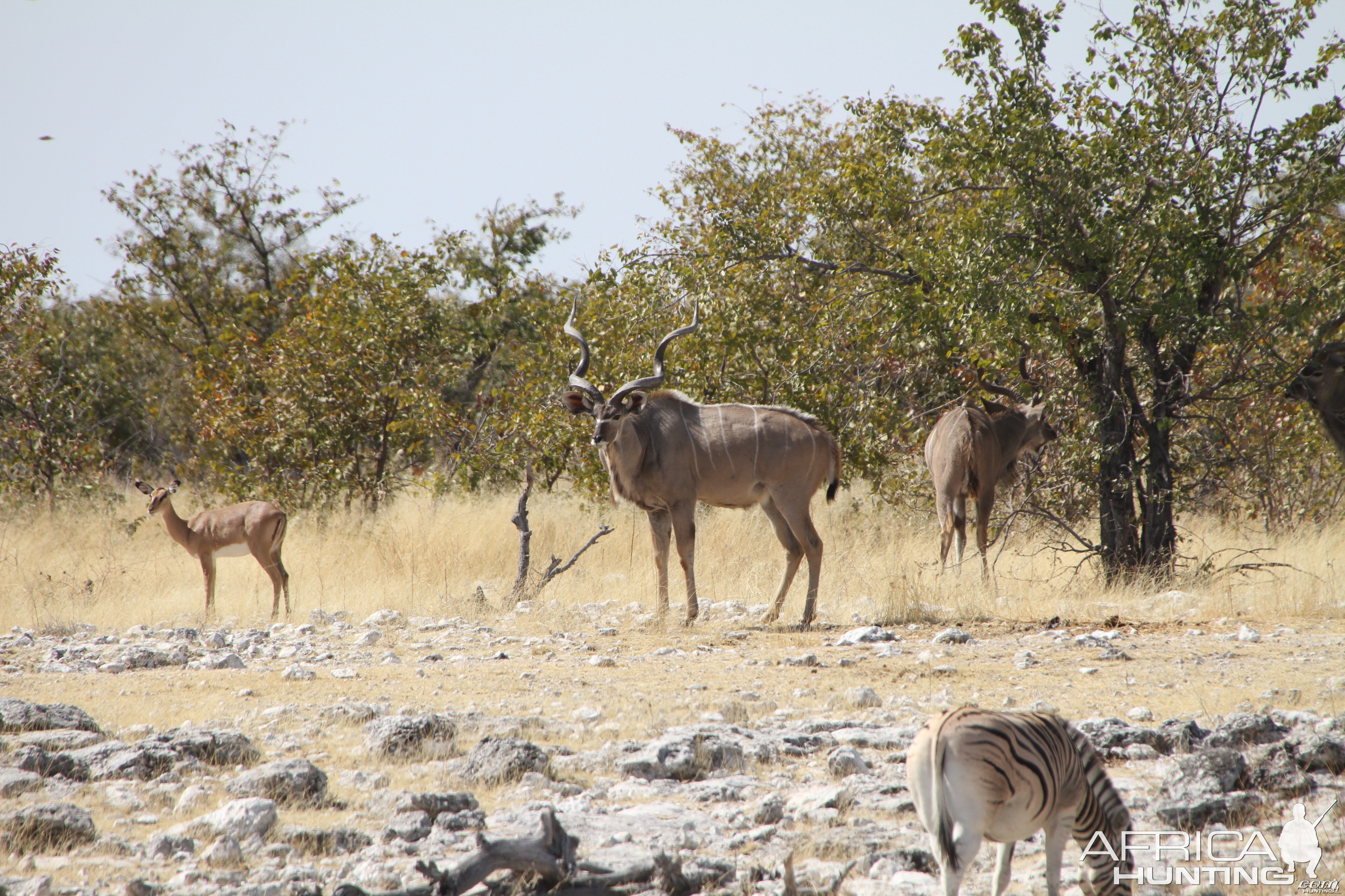 Greater Kudu at Etosha National Park