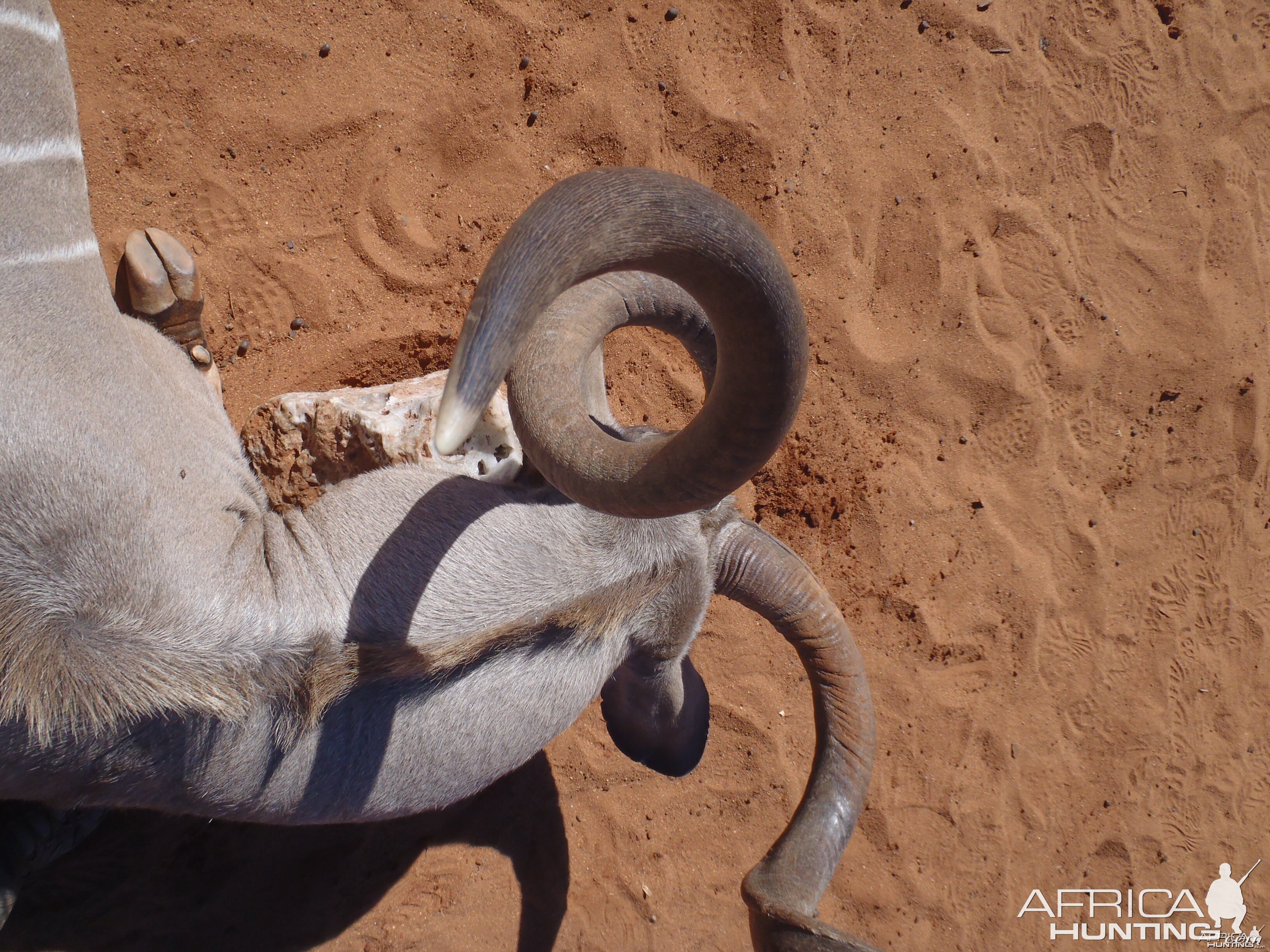 Greater Kudu Horn Top view