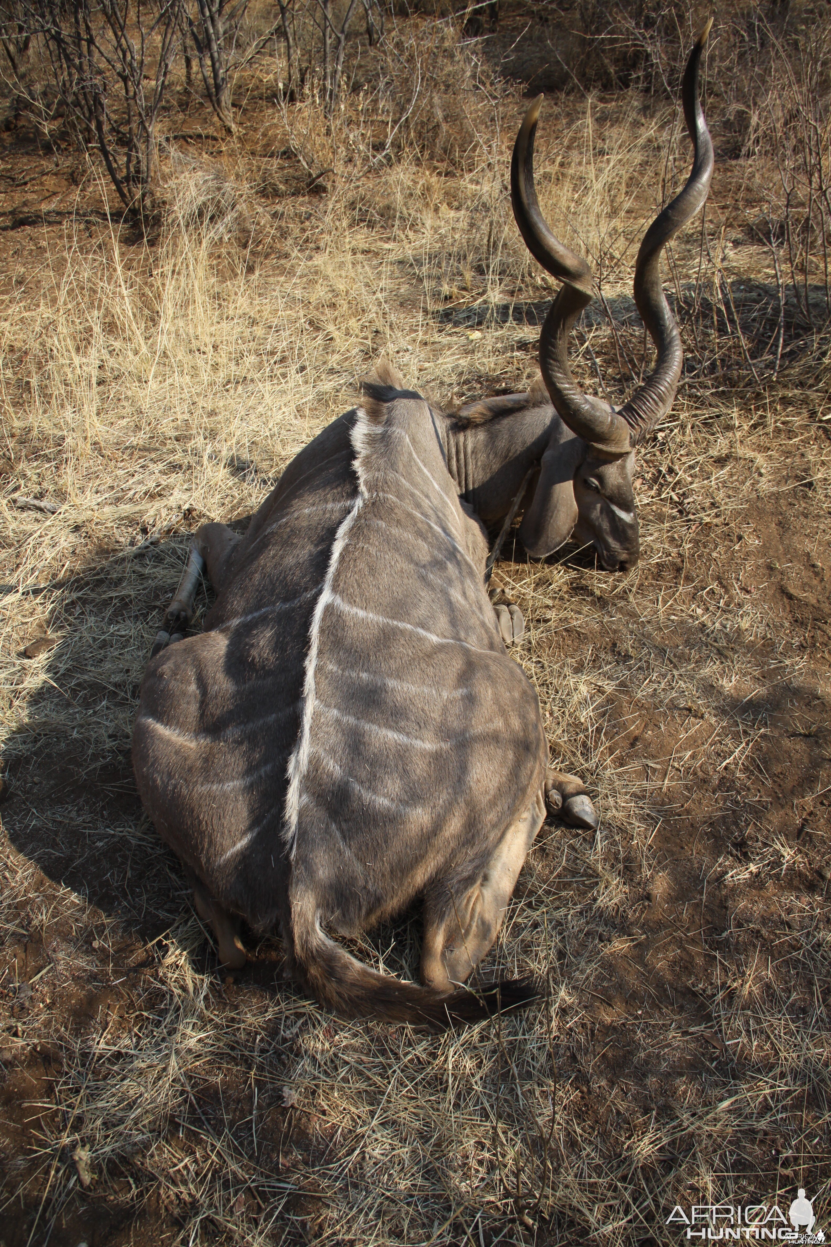 Greater Kudu hunted with Ozondjahe Hunting Safaris in Namibia