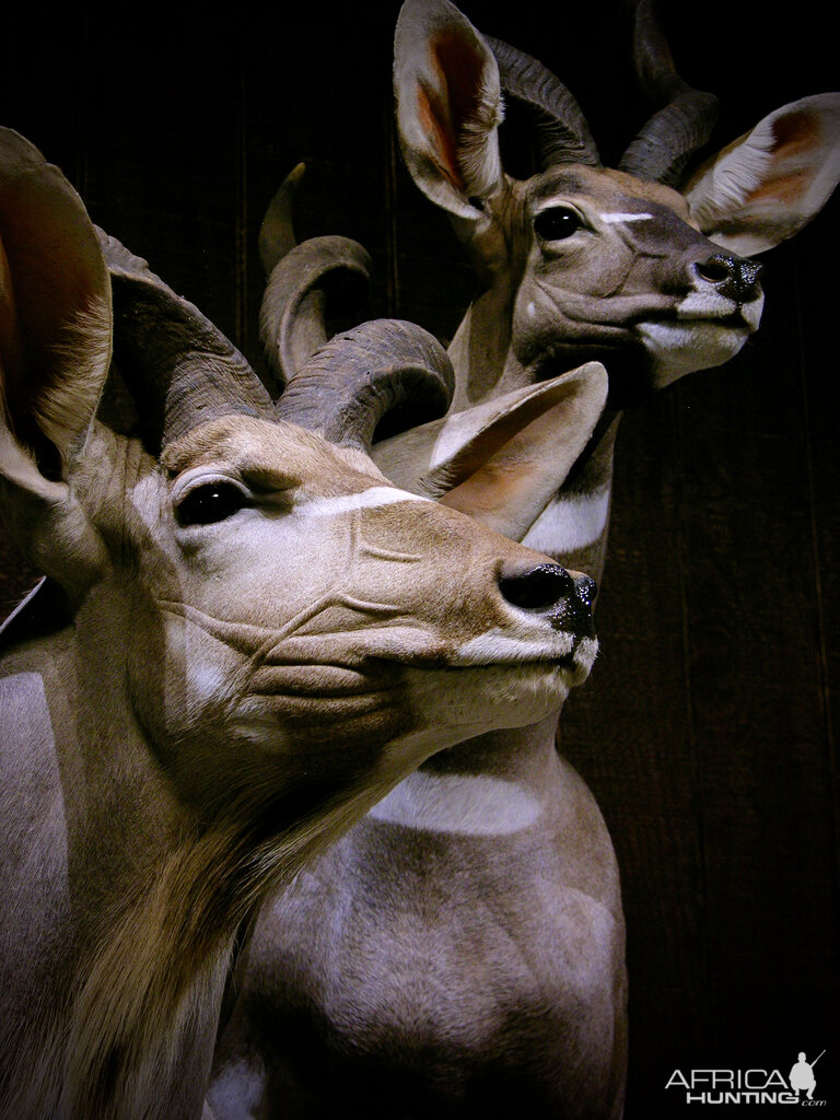 Greater Kudu & Lesser Kudu Pedestal Mount