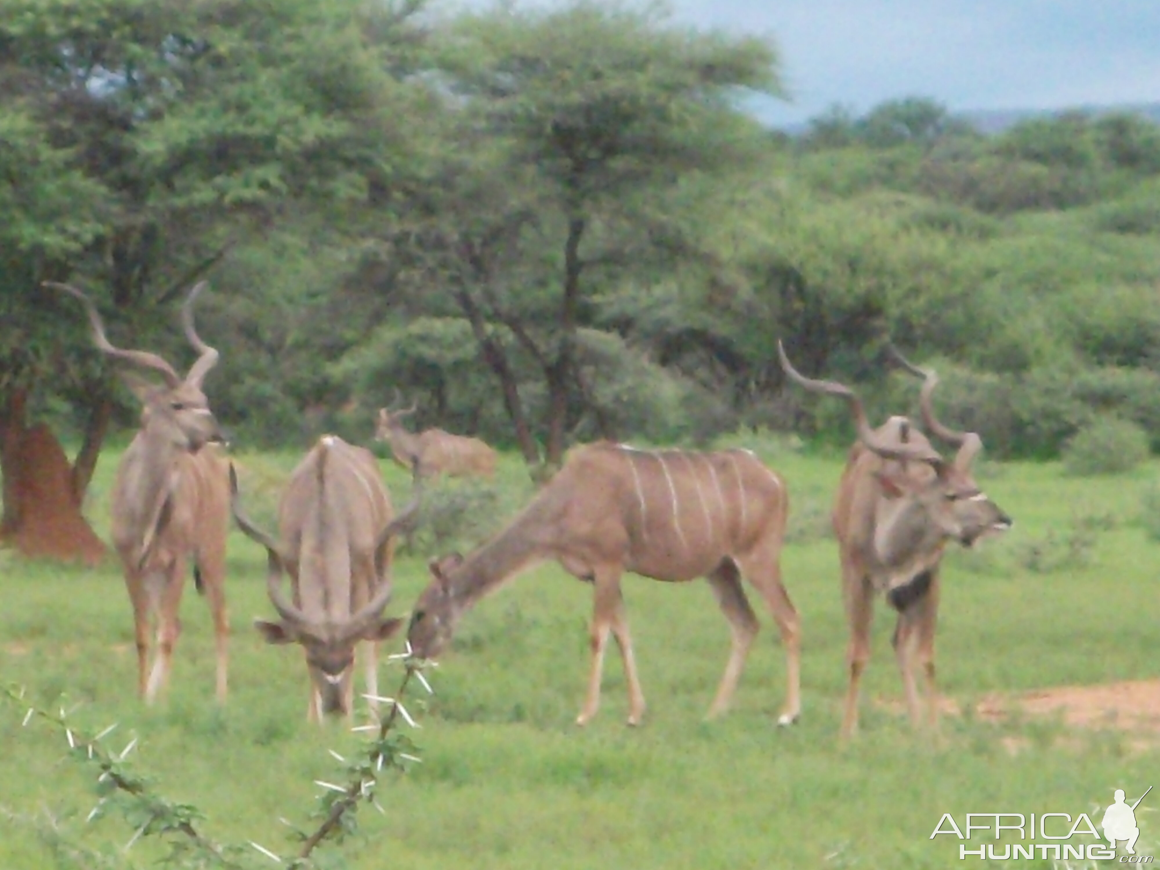 Greater Kudu Namibia