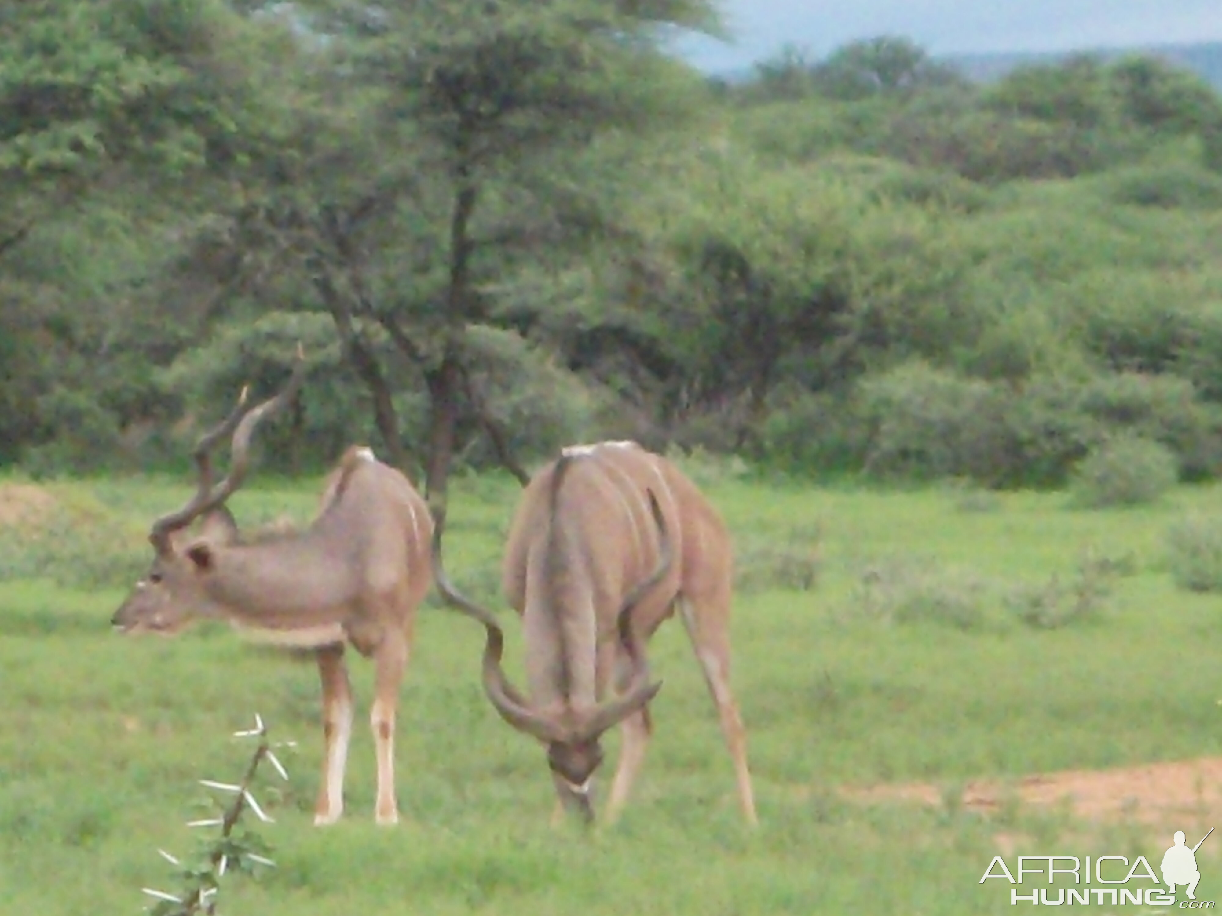 Greater Kudu Namibia