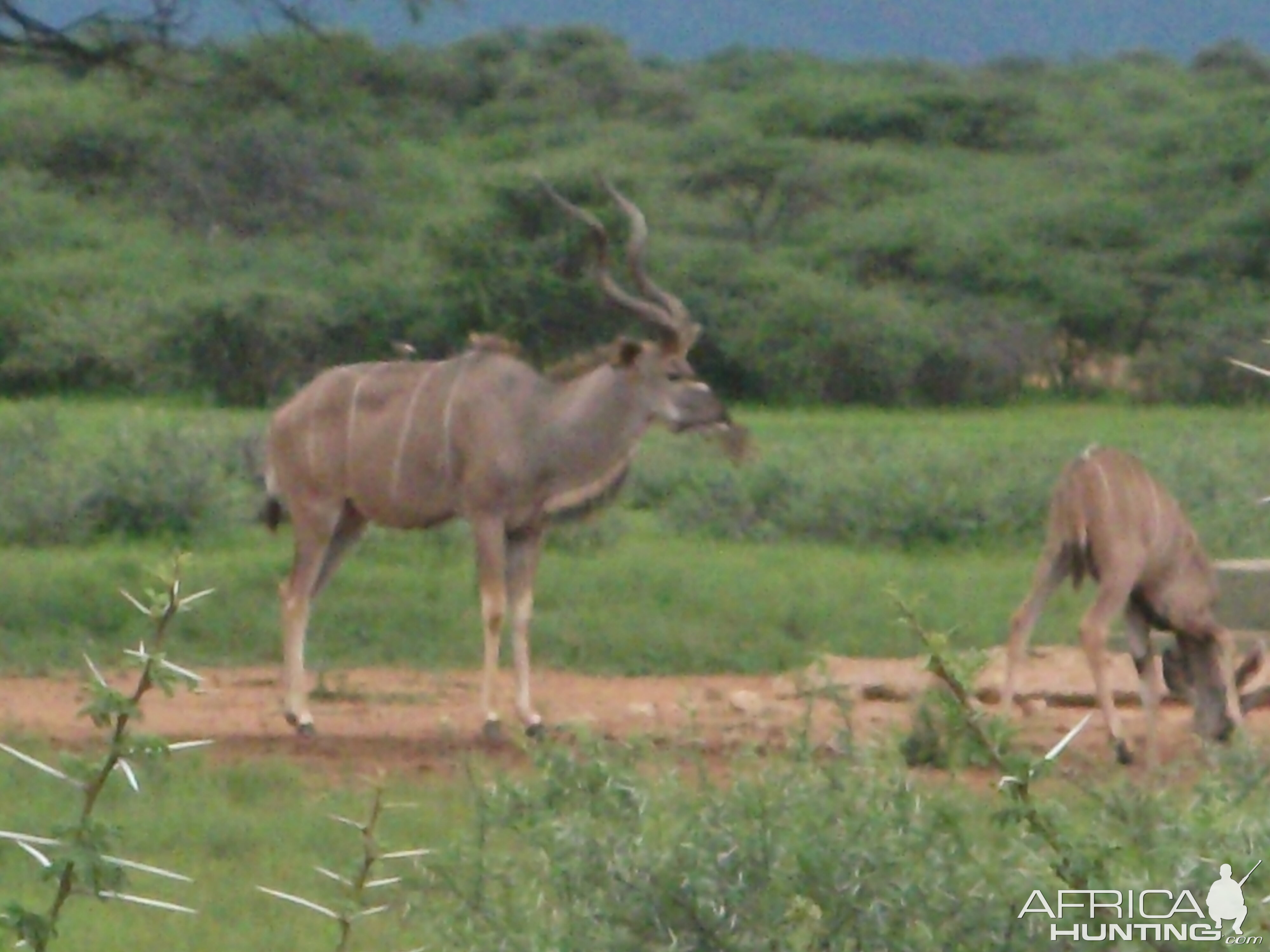 Greater Kudu Namibia