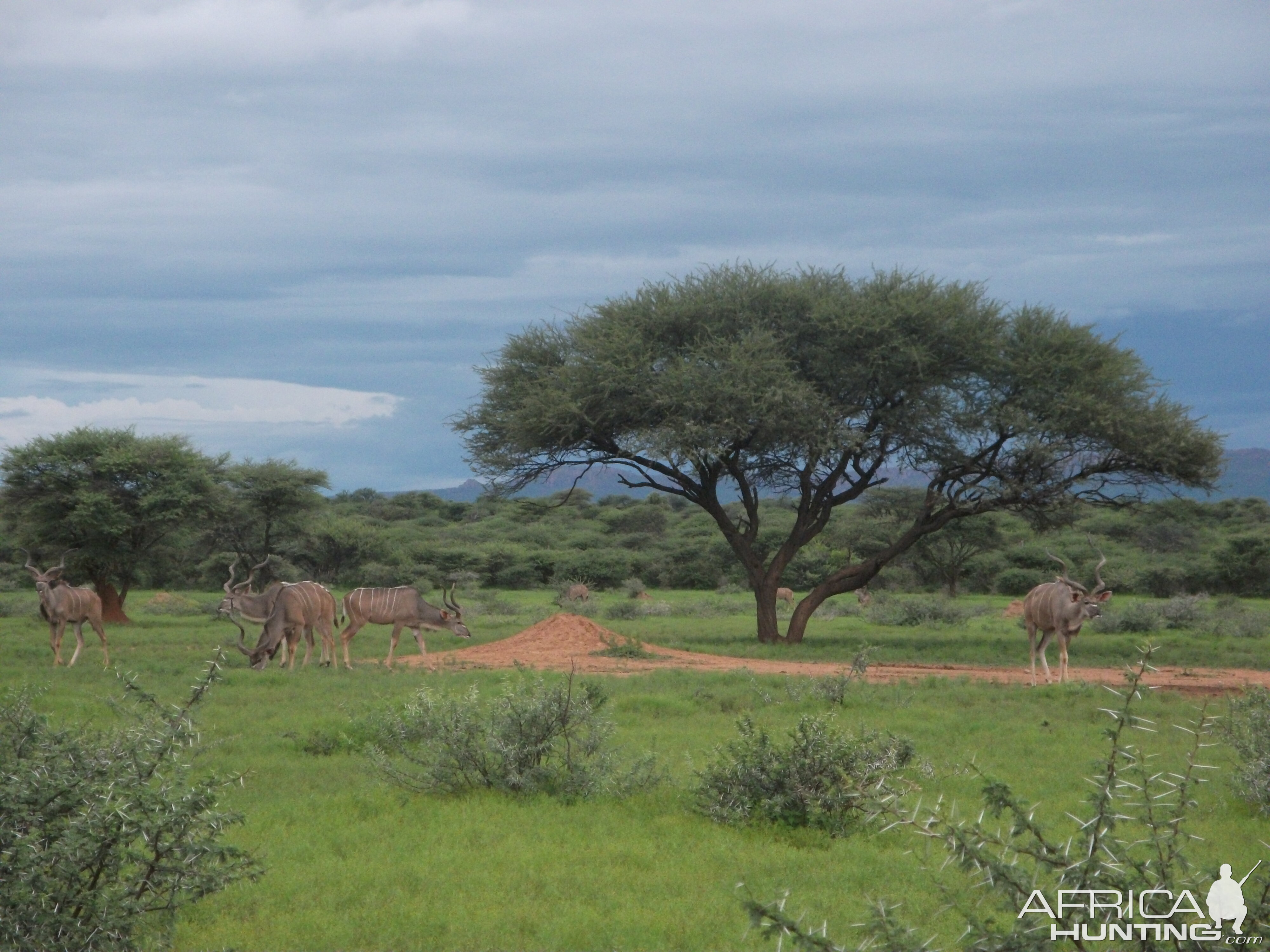 Greater Kudu Namibia