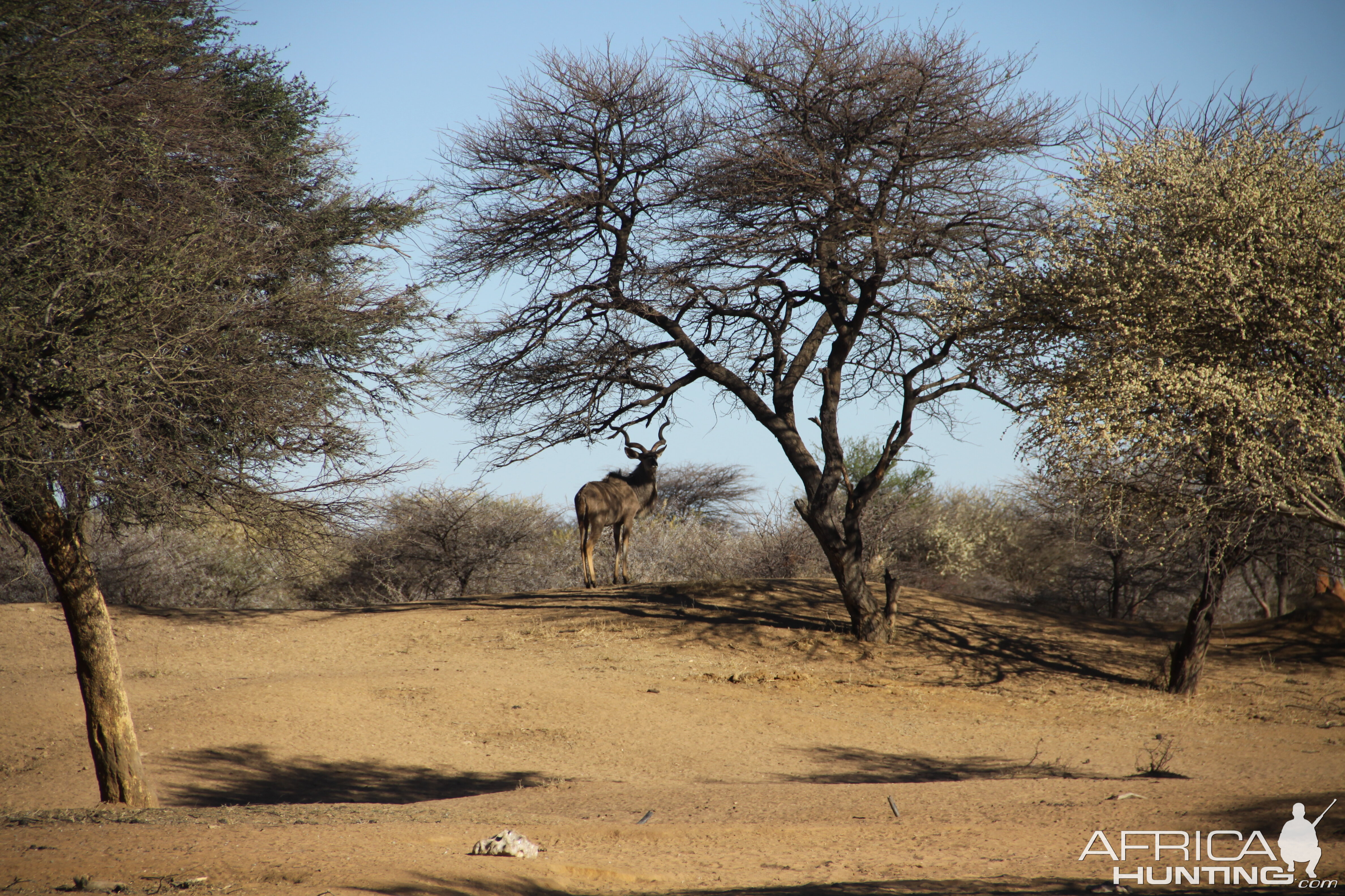 Greater Kudu Namibia