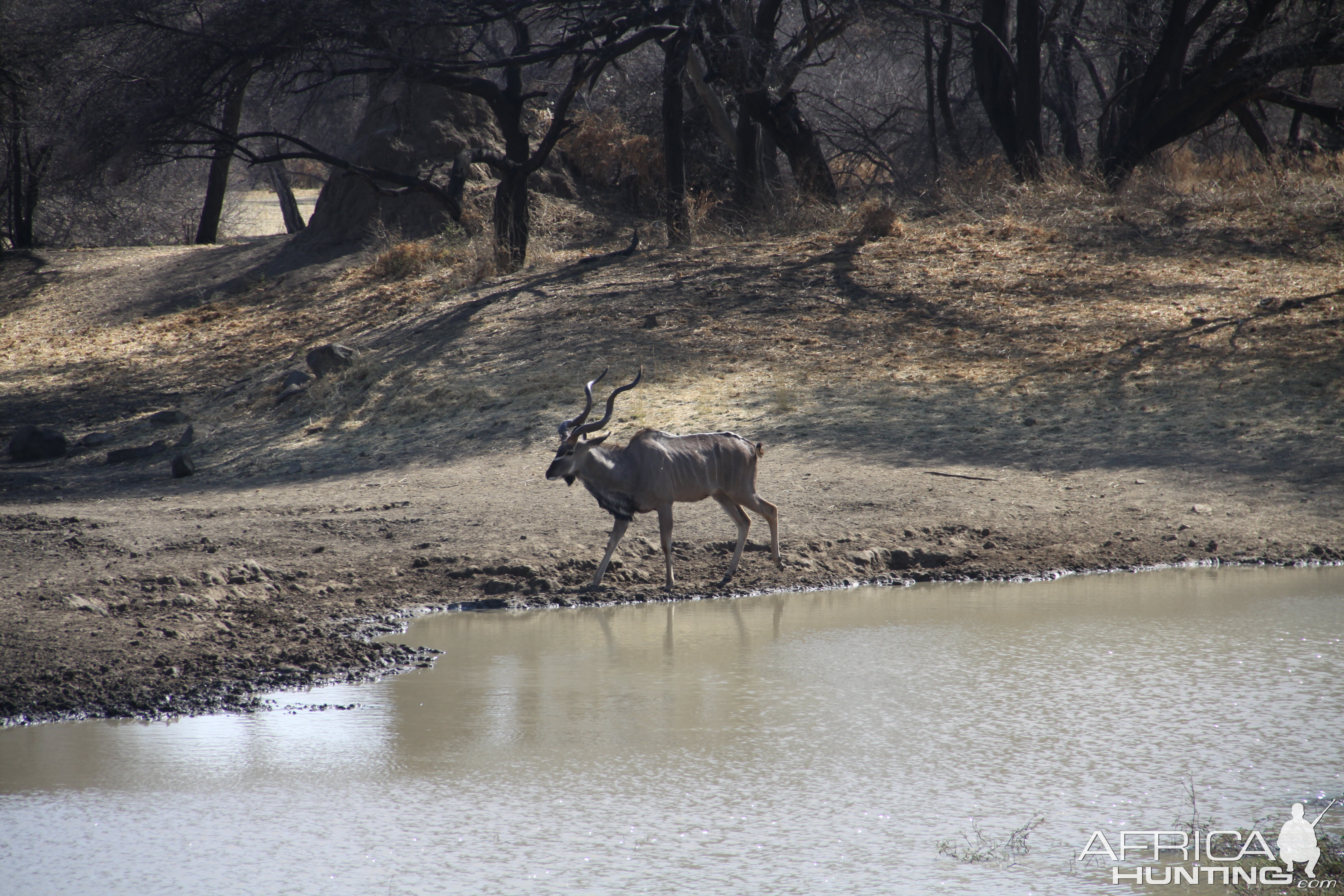 Greater Kudu Namibia