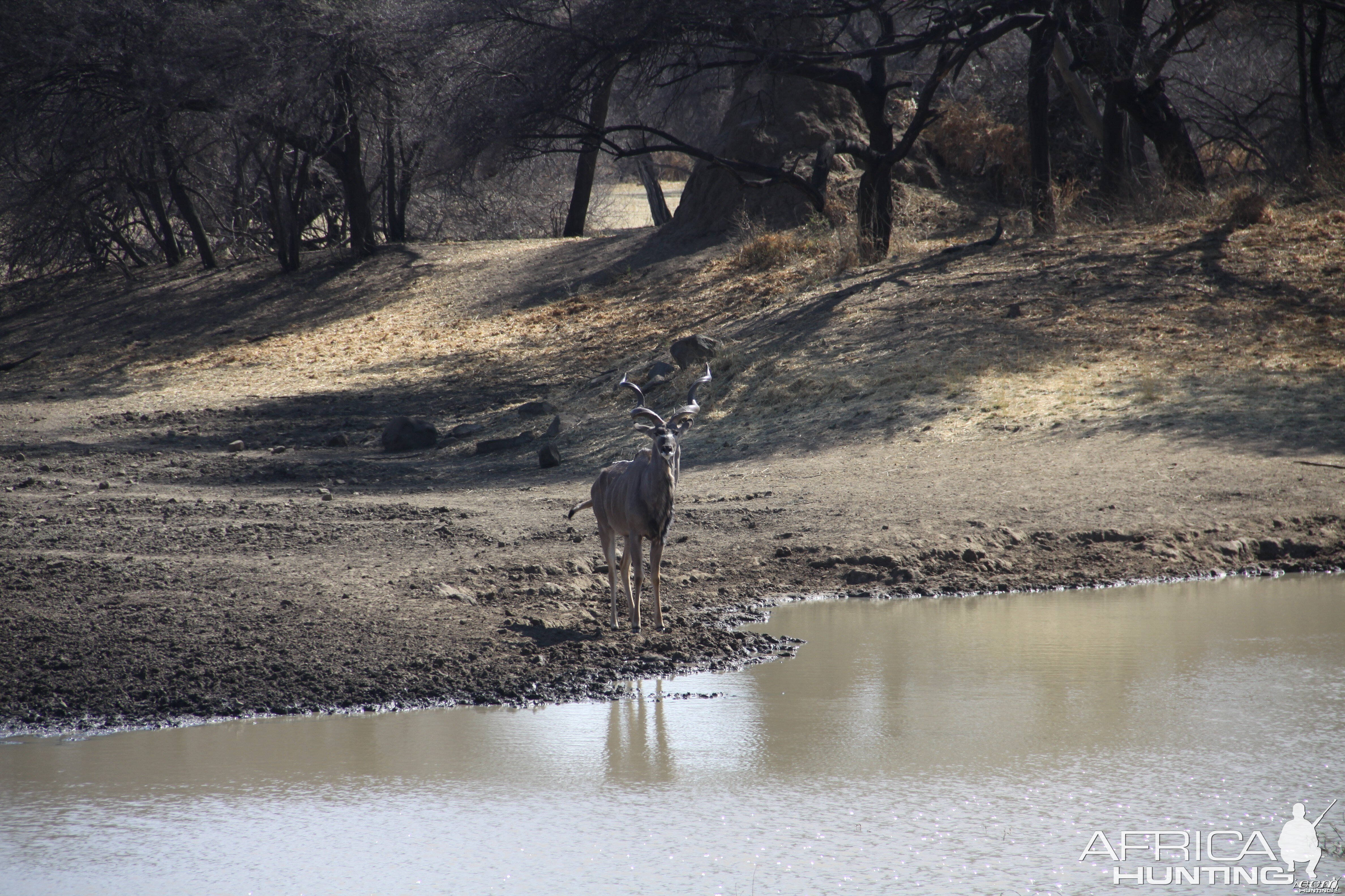 Greater Kudu Namibia