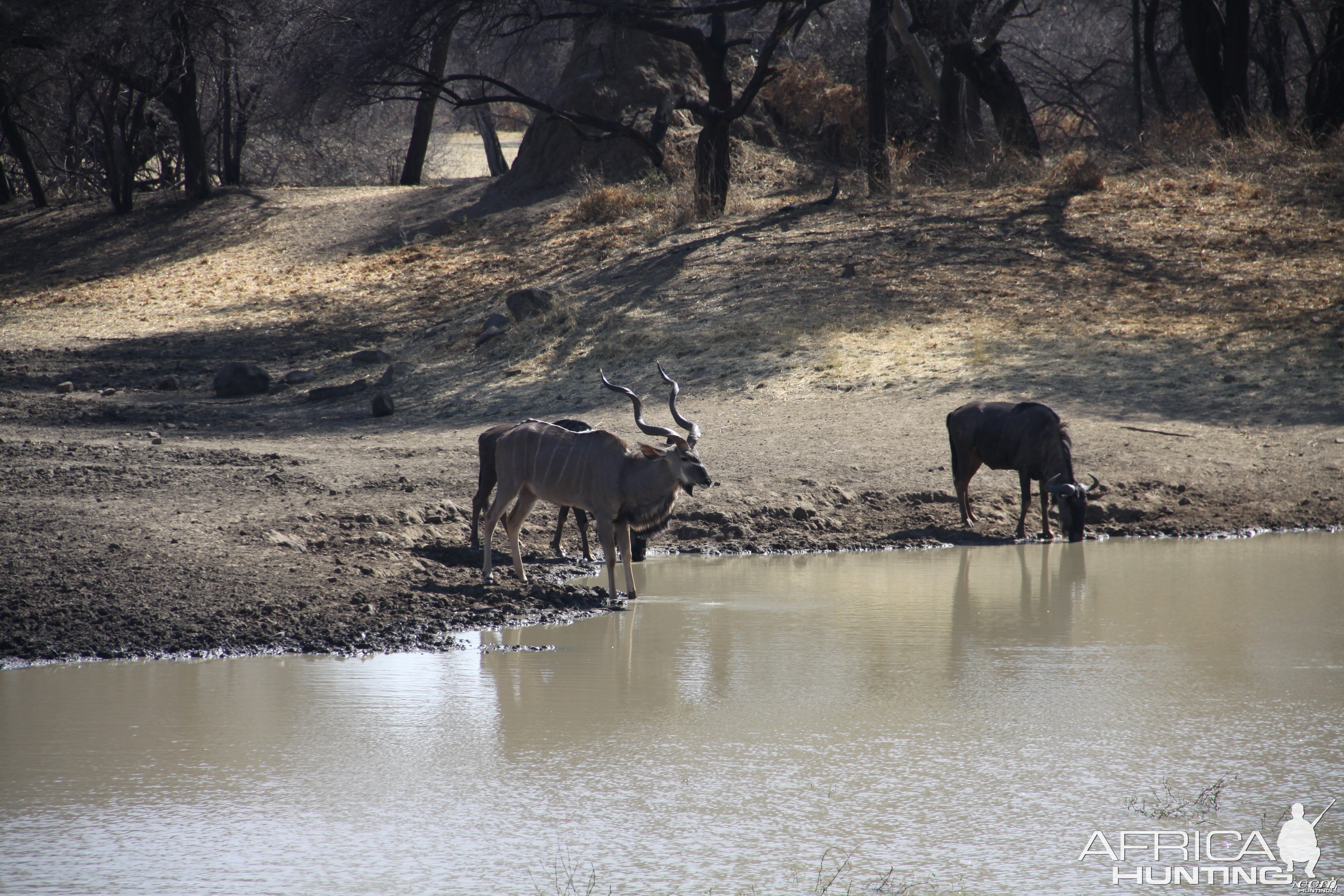 Greater Kudu Namibia