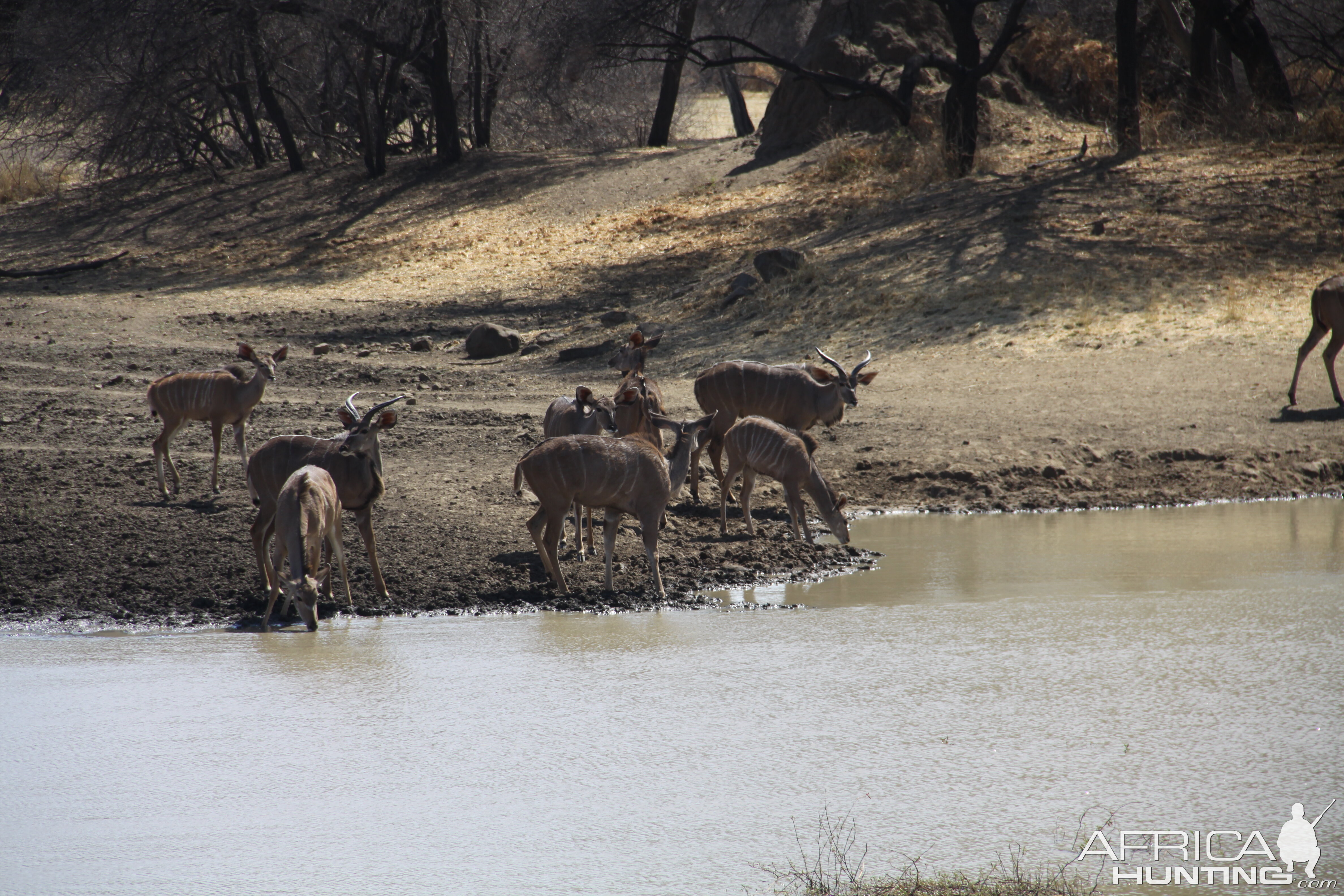 Greater Kudu Namibia