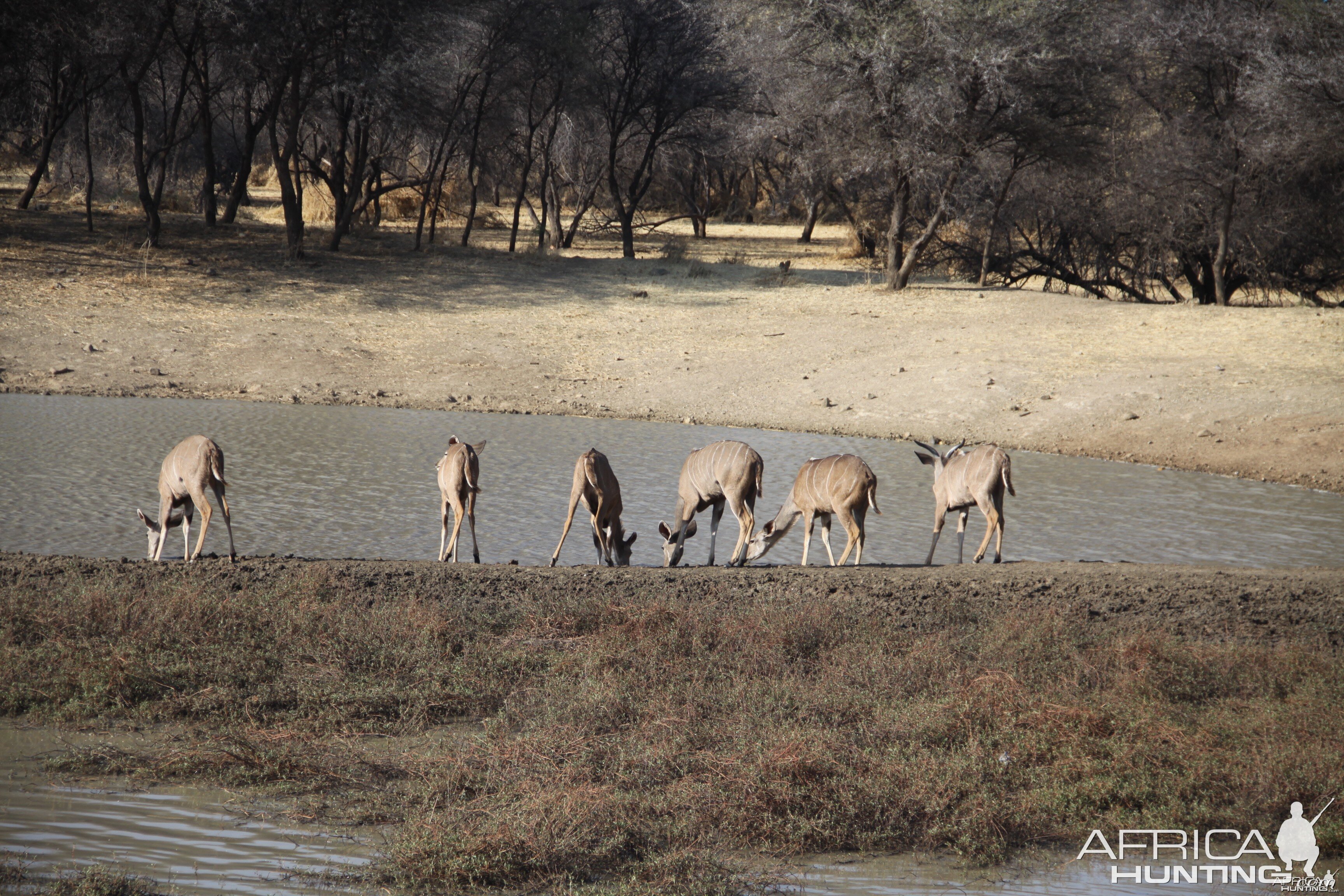 Greater Kudu Namibia