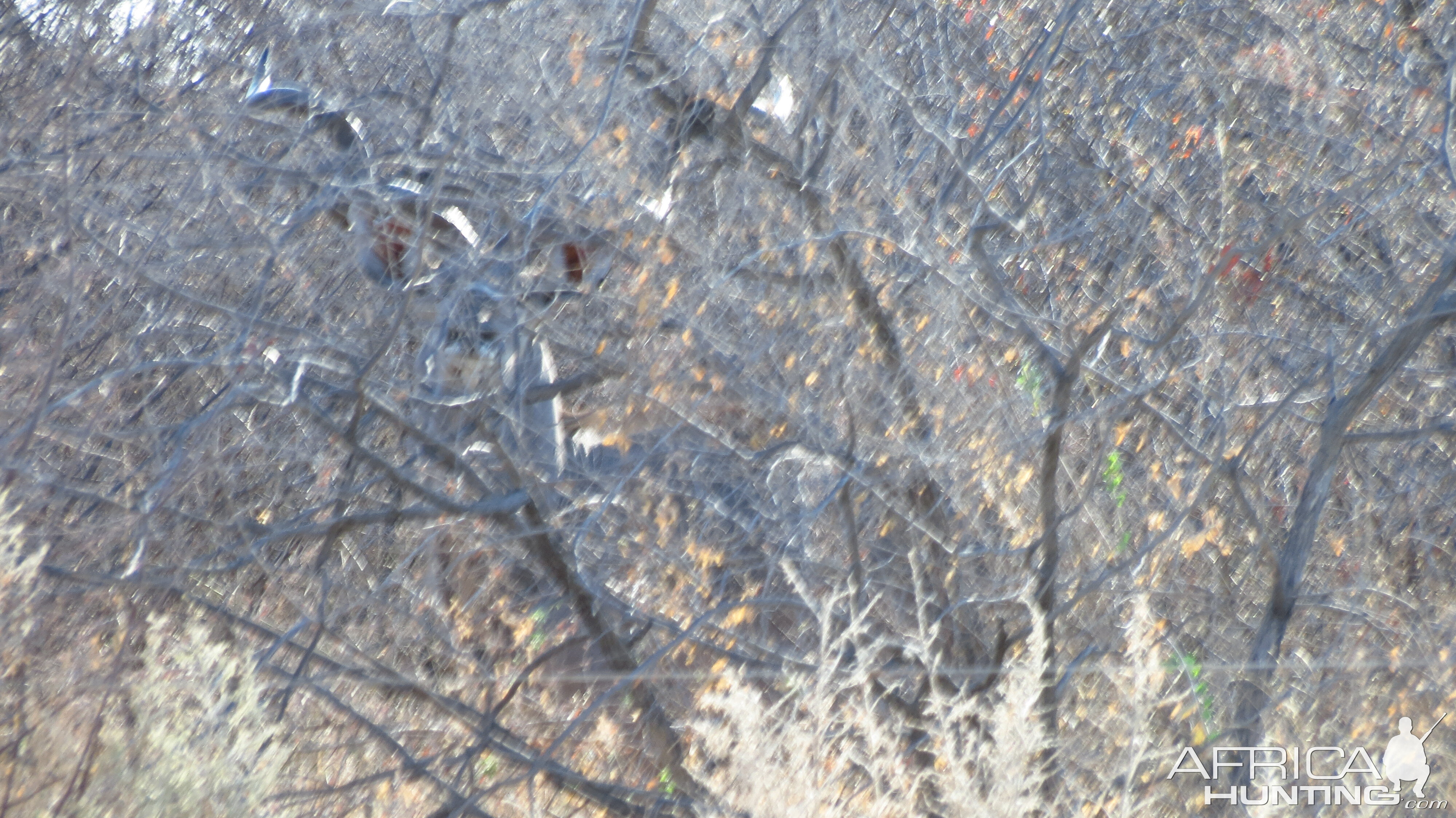 Greater Kudu Namibia