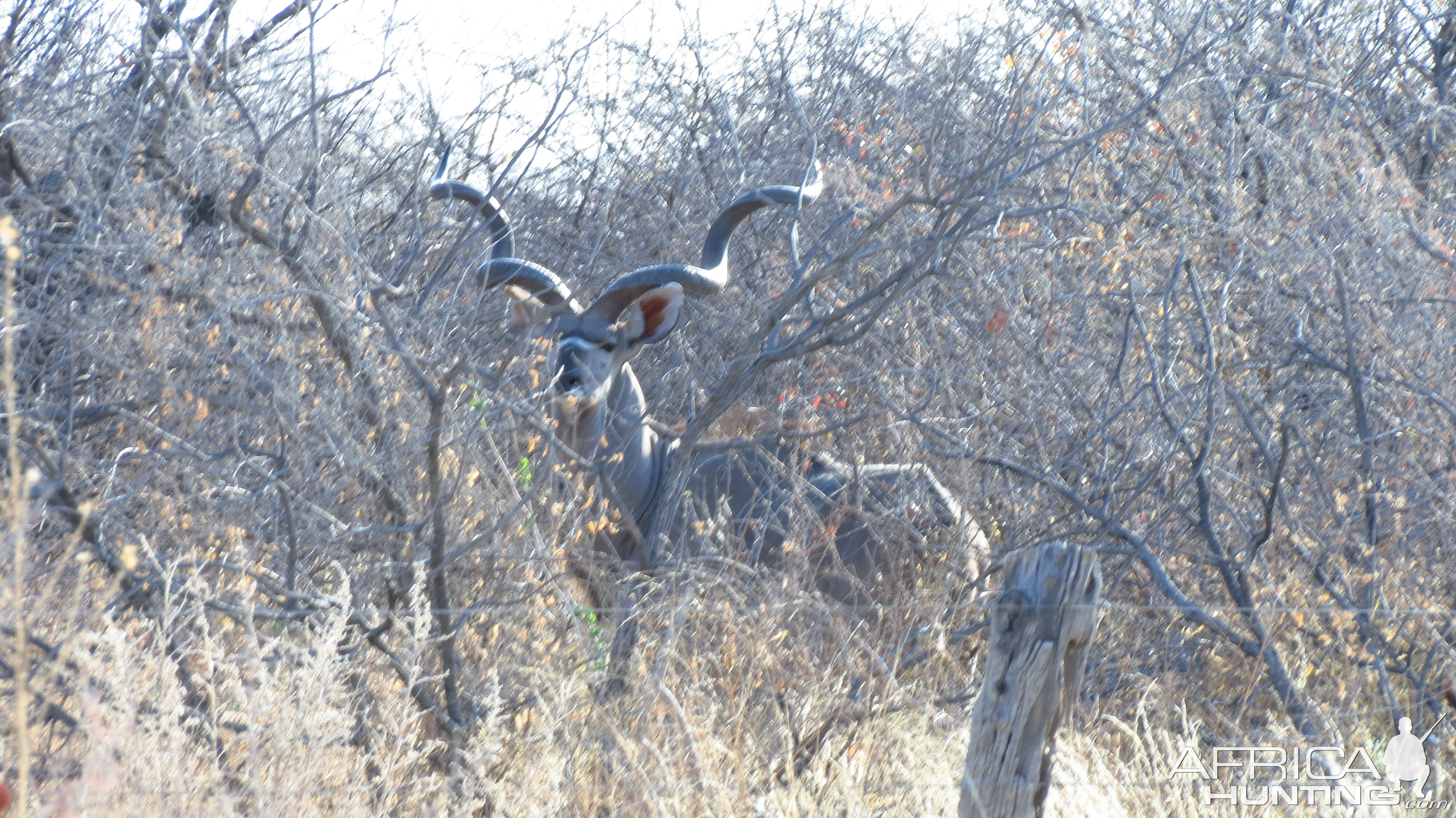 Greater Kudu Namibia