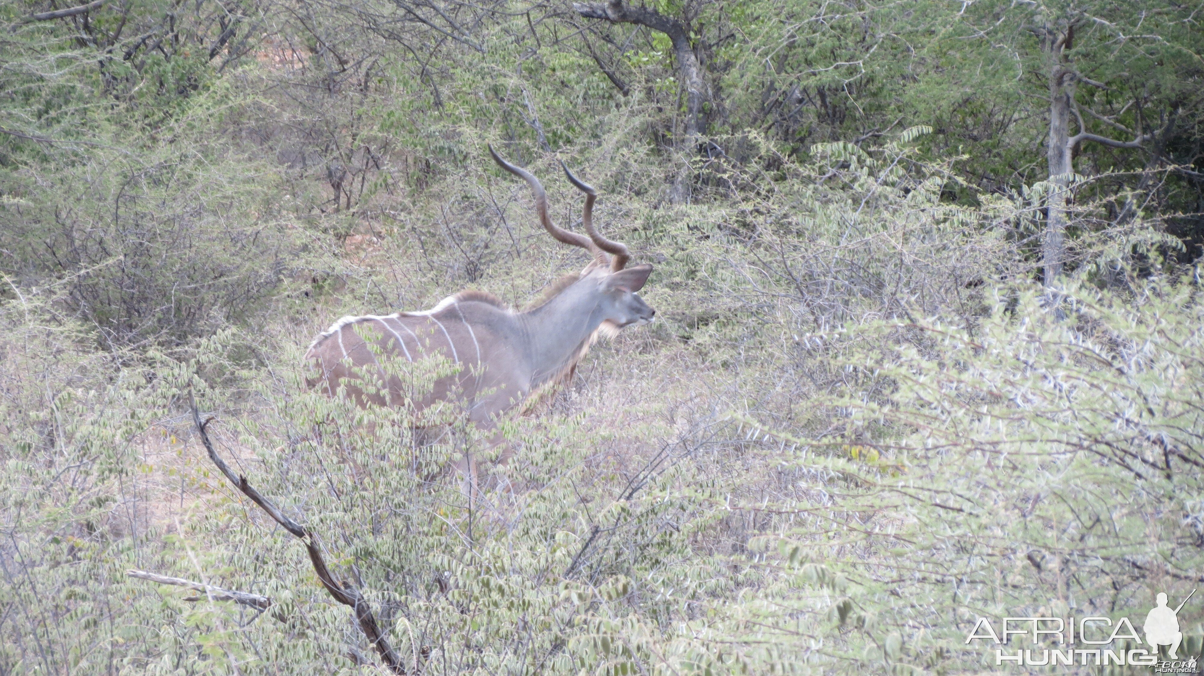 Greater Kudu Namibia