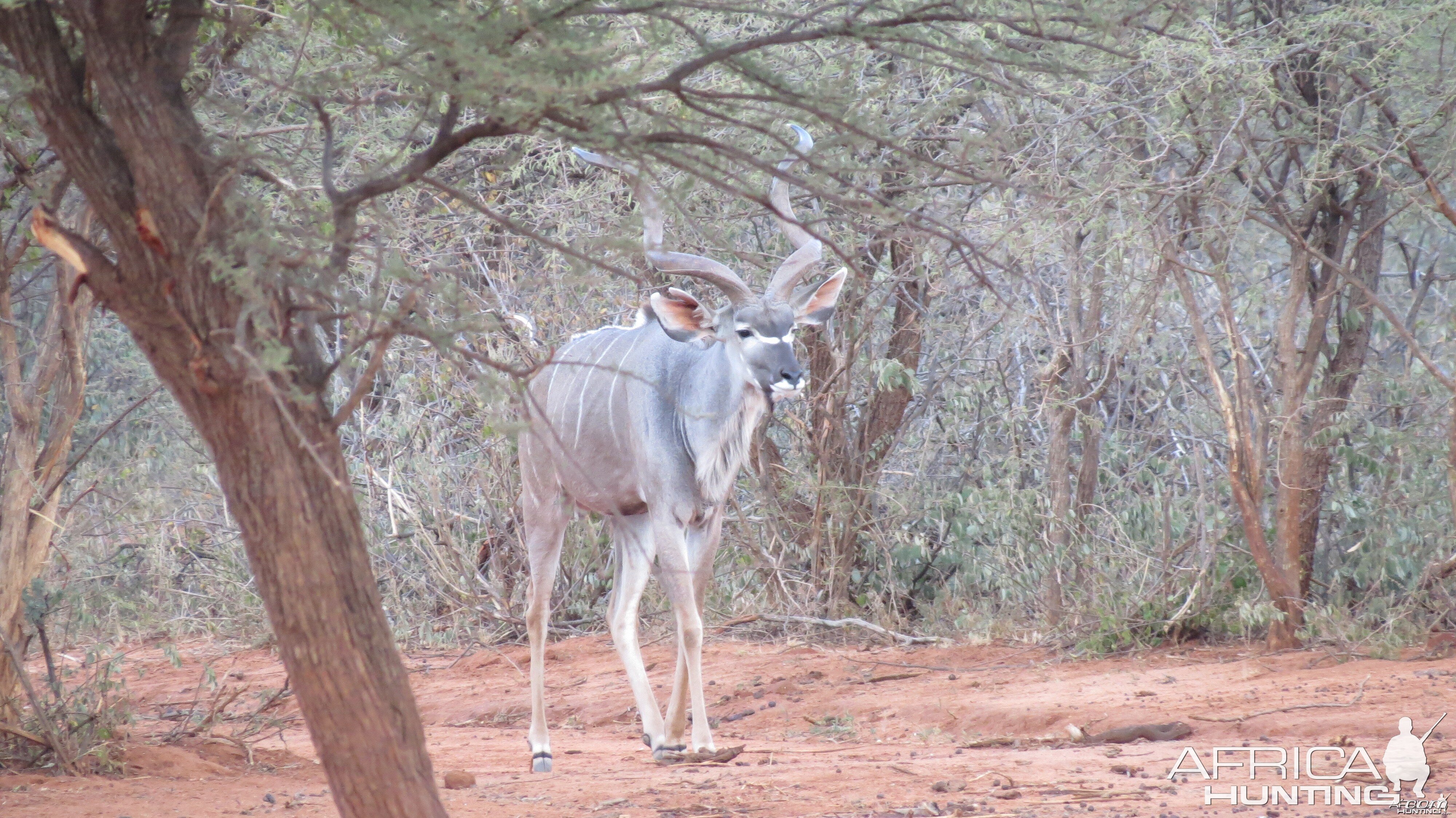 Greater Kudu Namibia