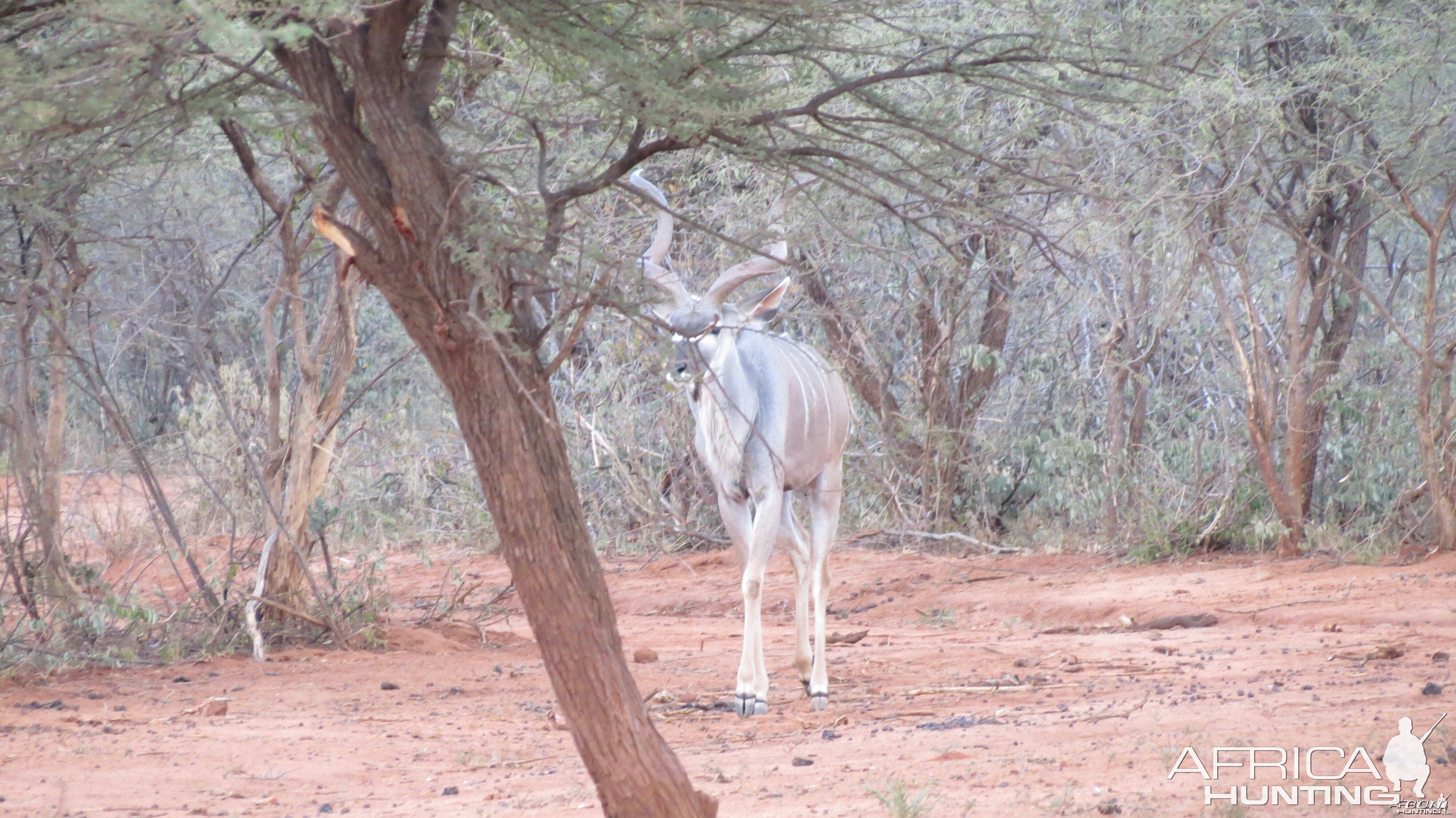 Greater Kudu Namibia