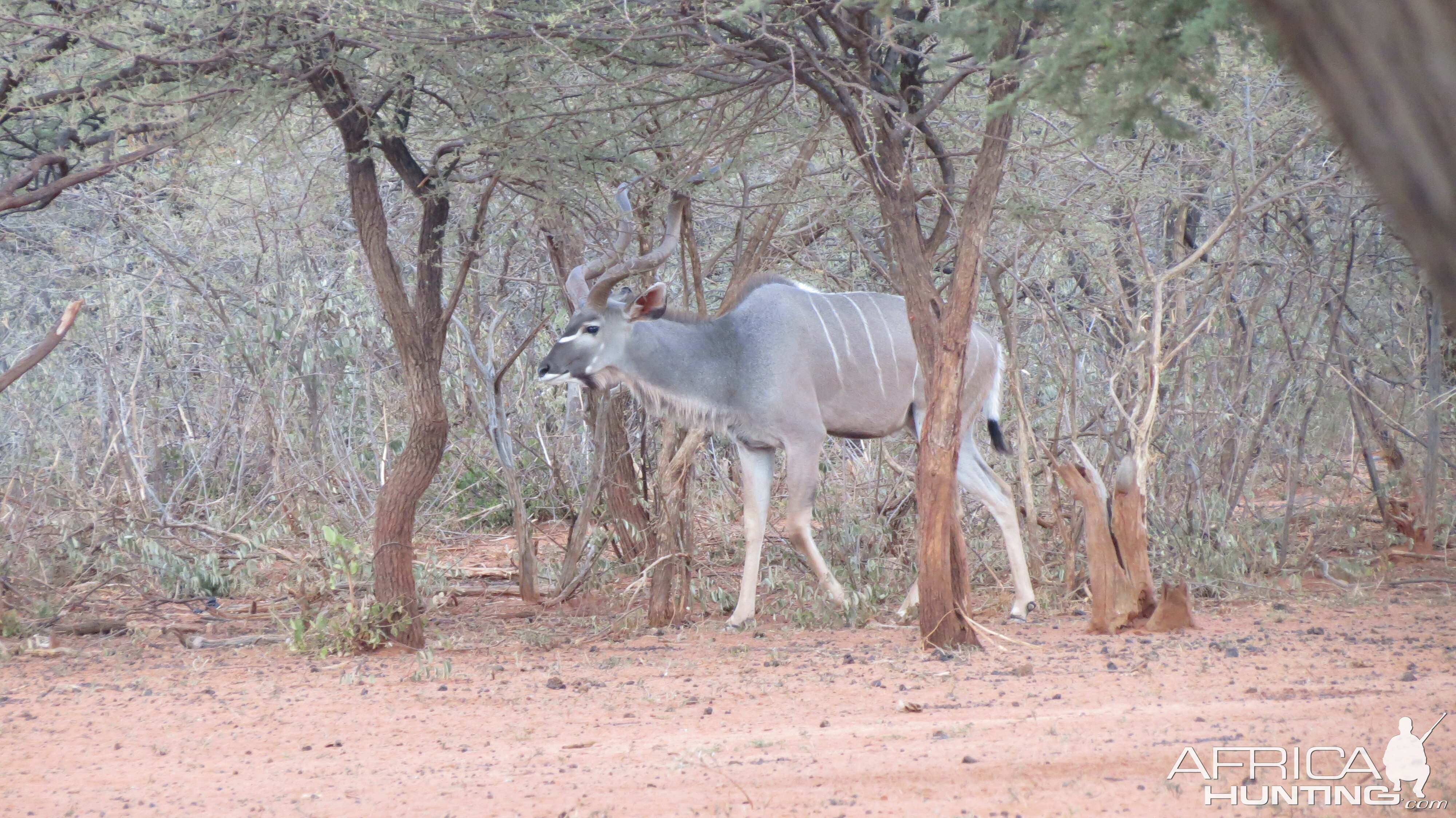 Greater Kudu Namibia