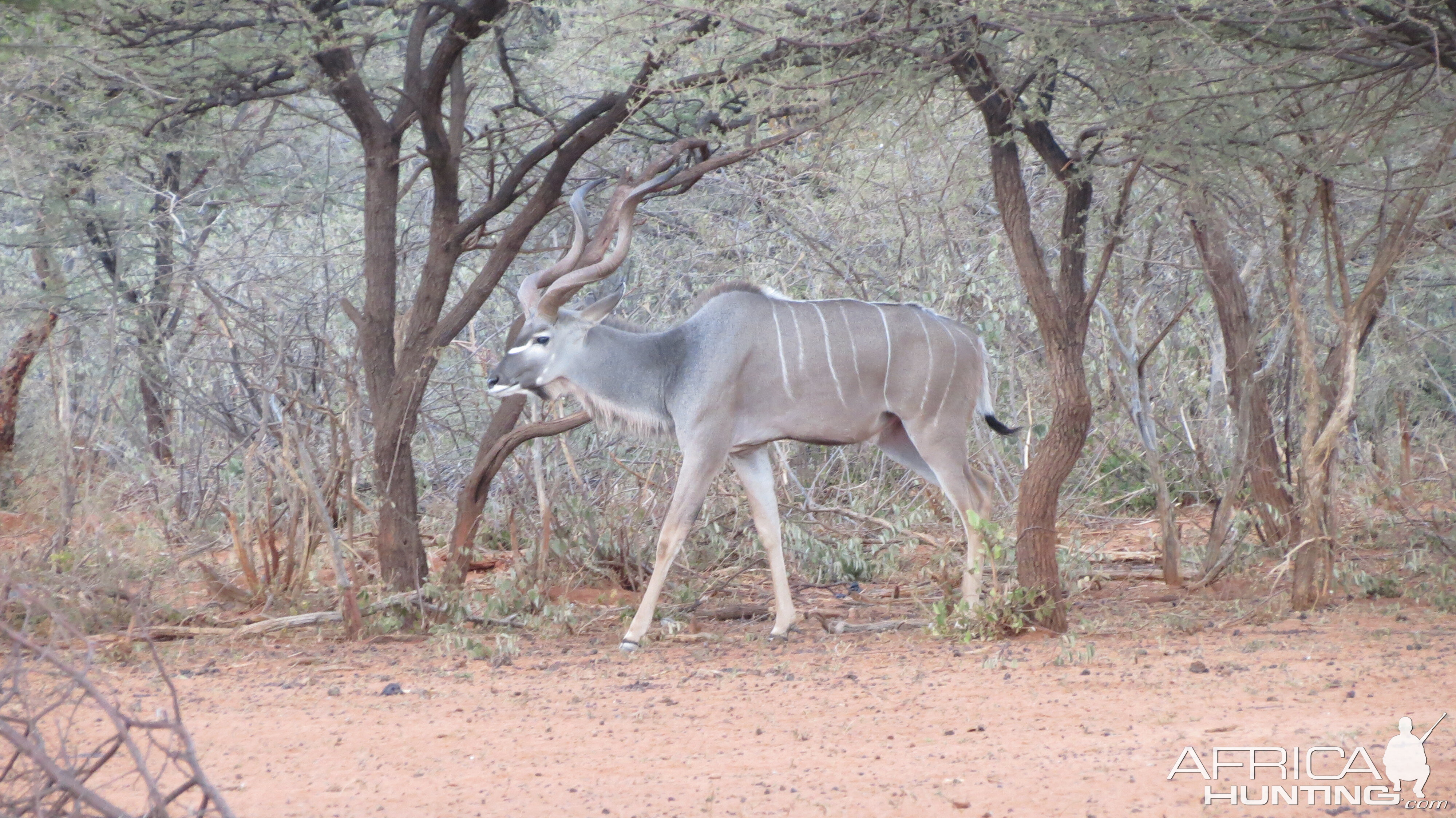 Greater Kudu Namibia