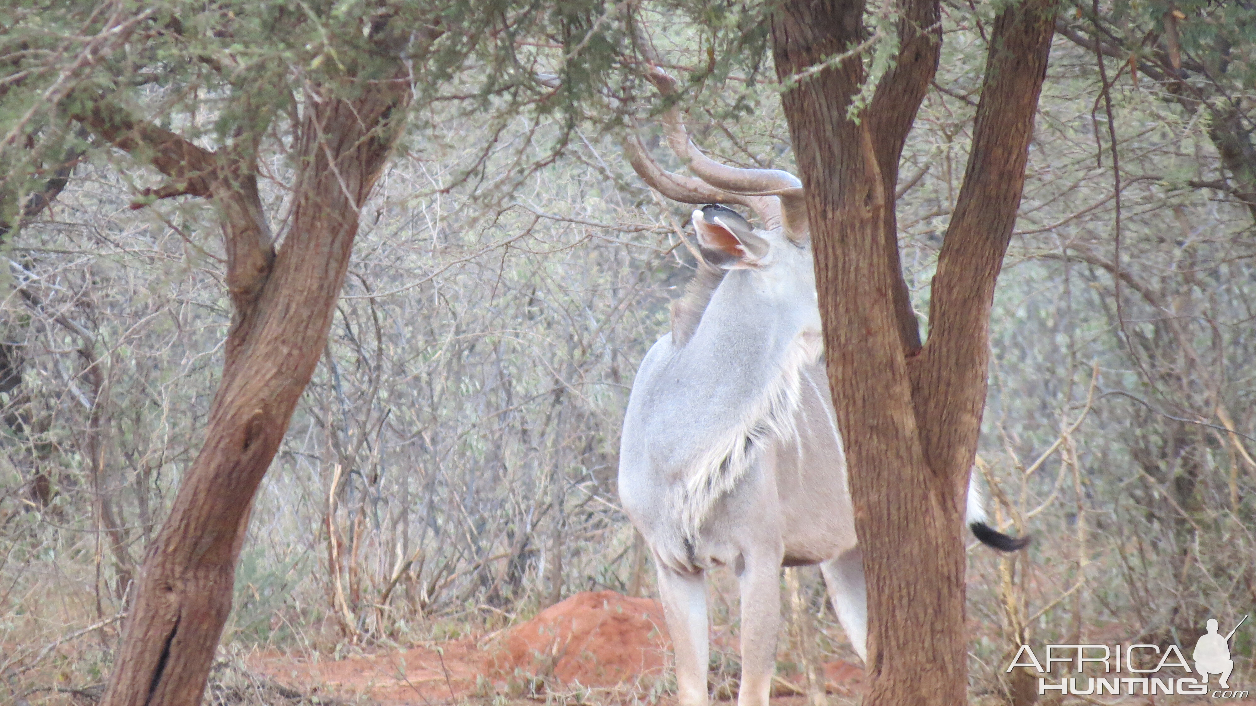 Greater Kudu Namibia