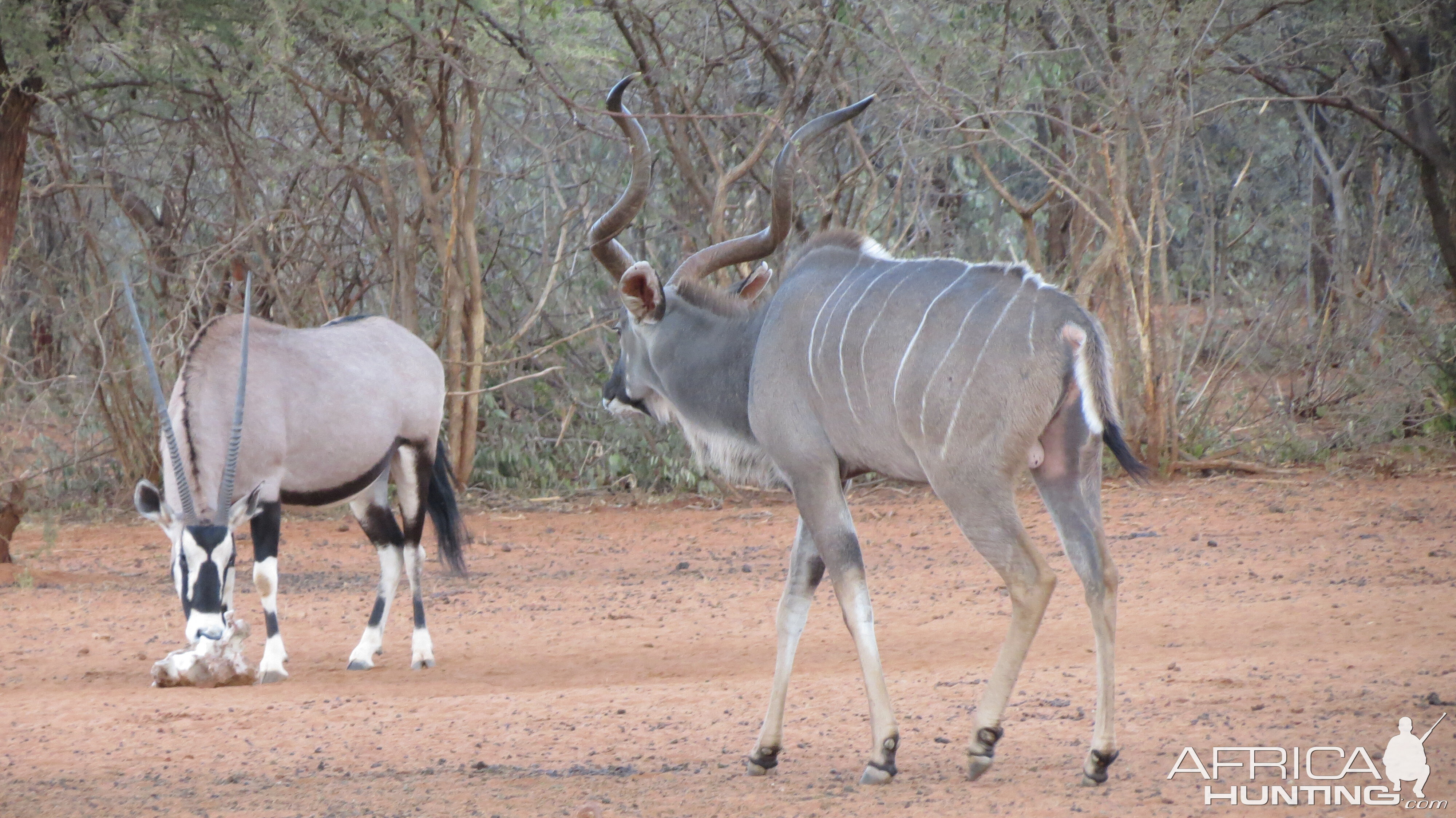 Greater Kudu Namibia