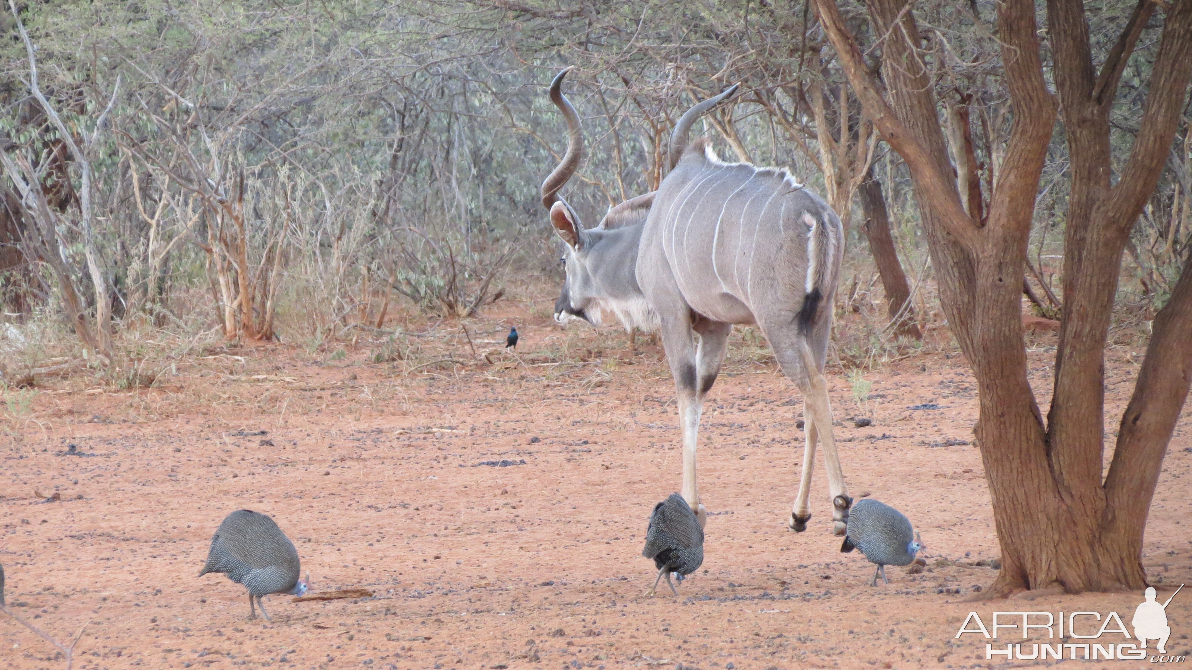 Greater Kudu Namibia