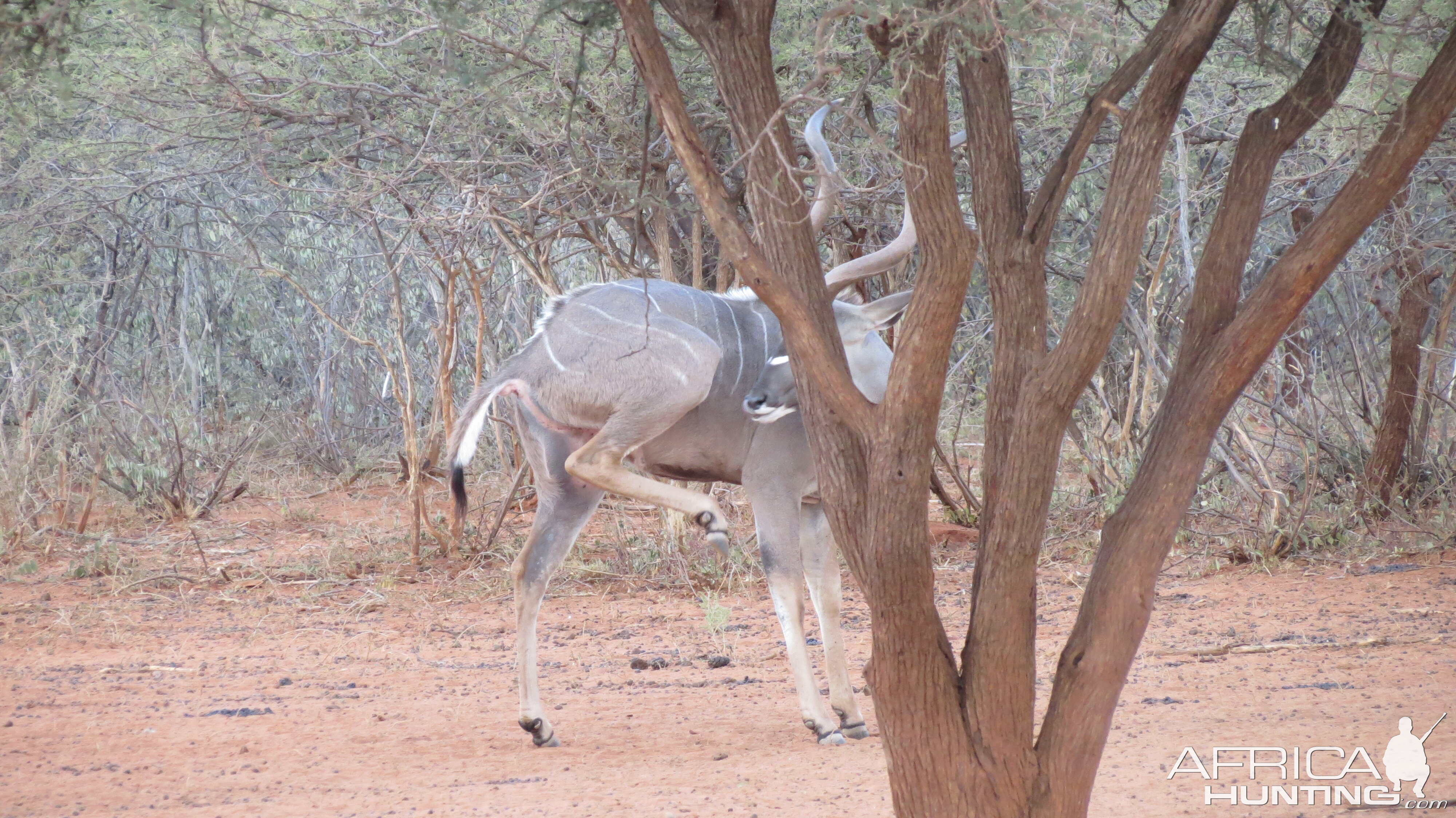 Greater Kudu Namibia