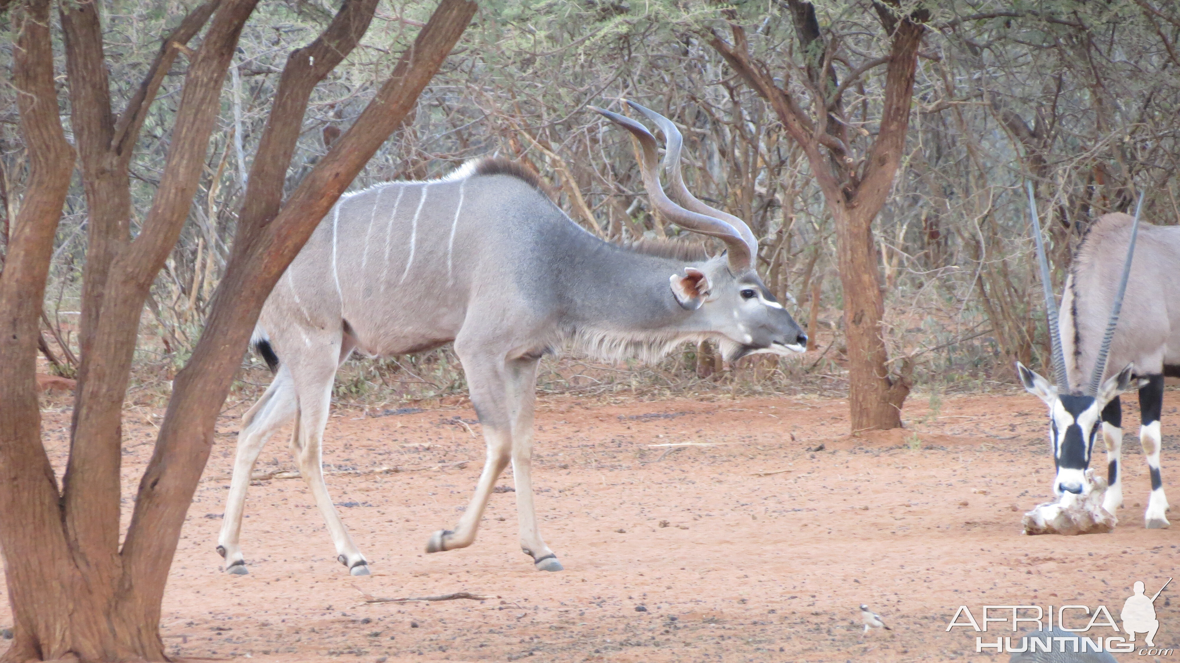 Greater Kudu Namibia