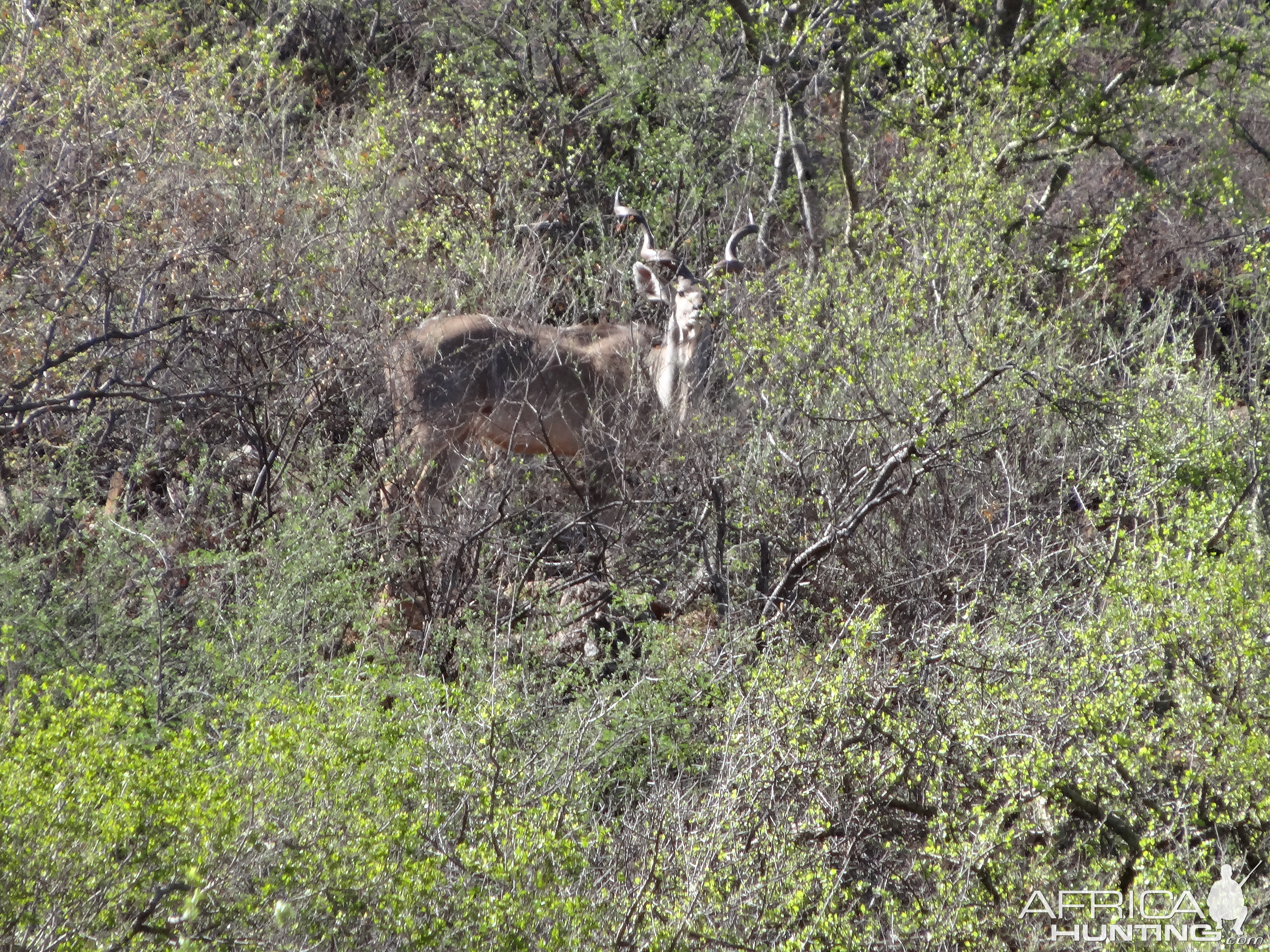 Greater Kudu Namibia