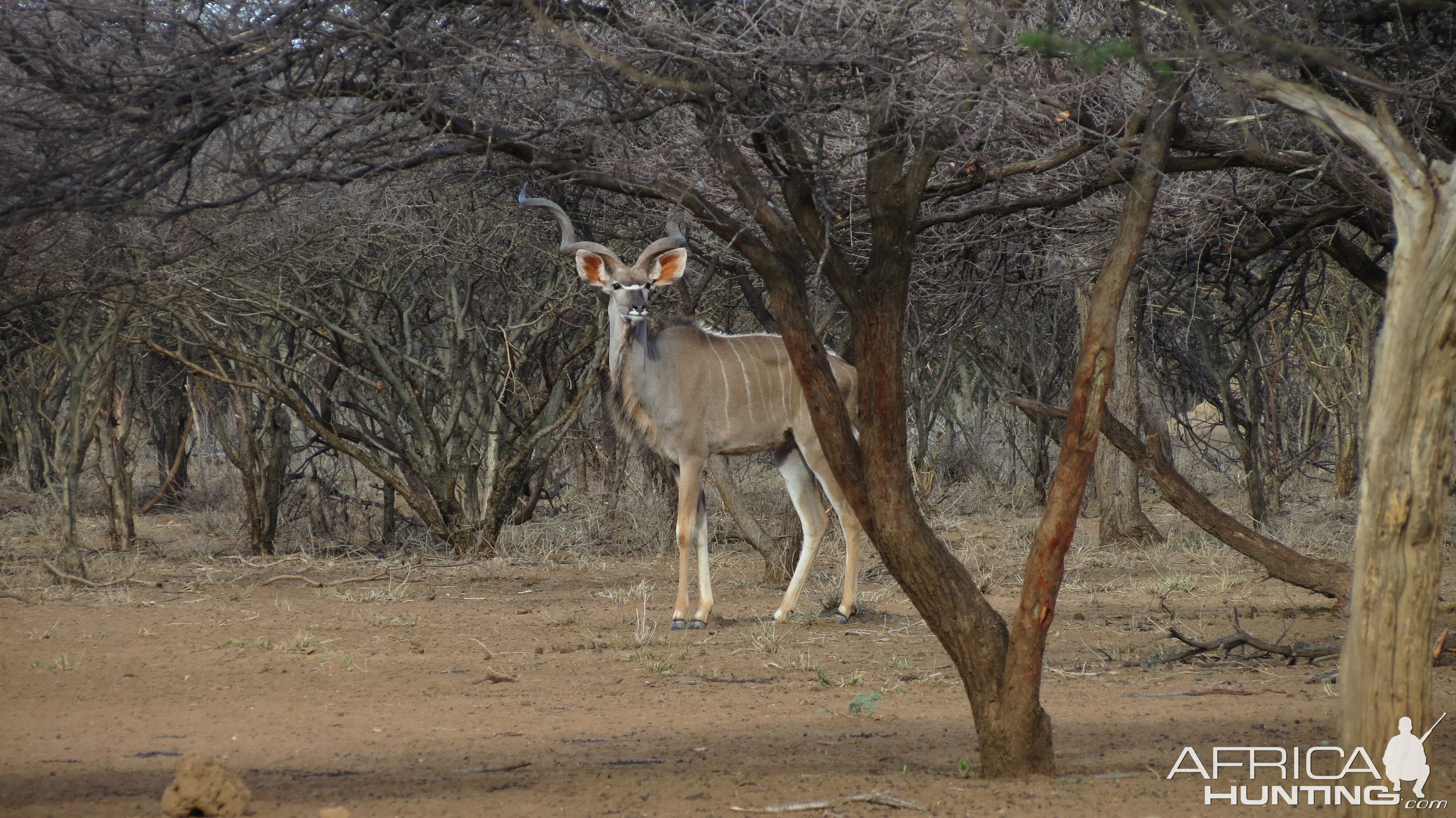 Greater Kudu Namibia