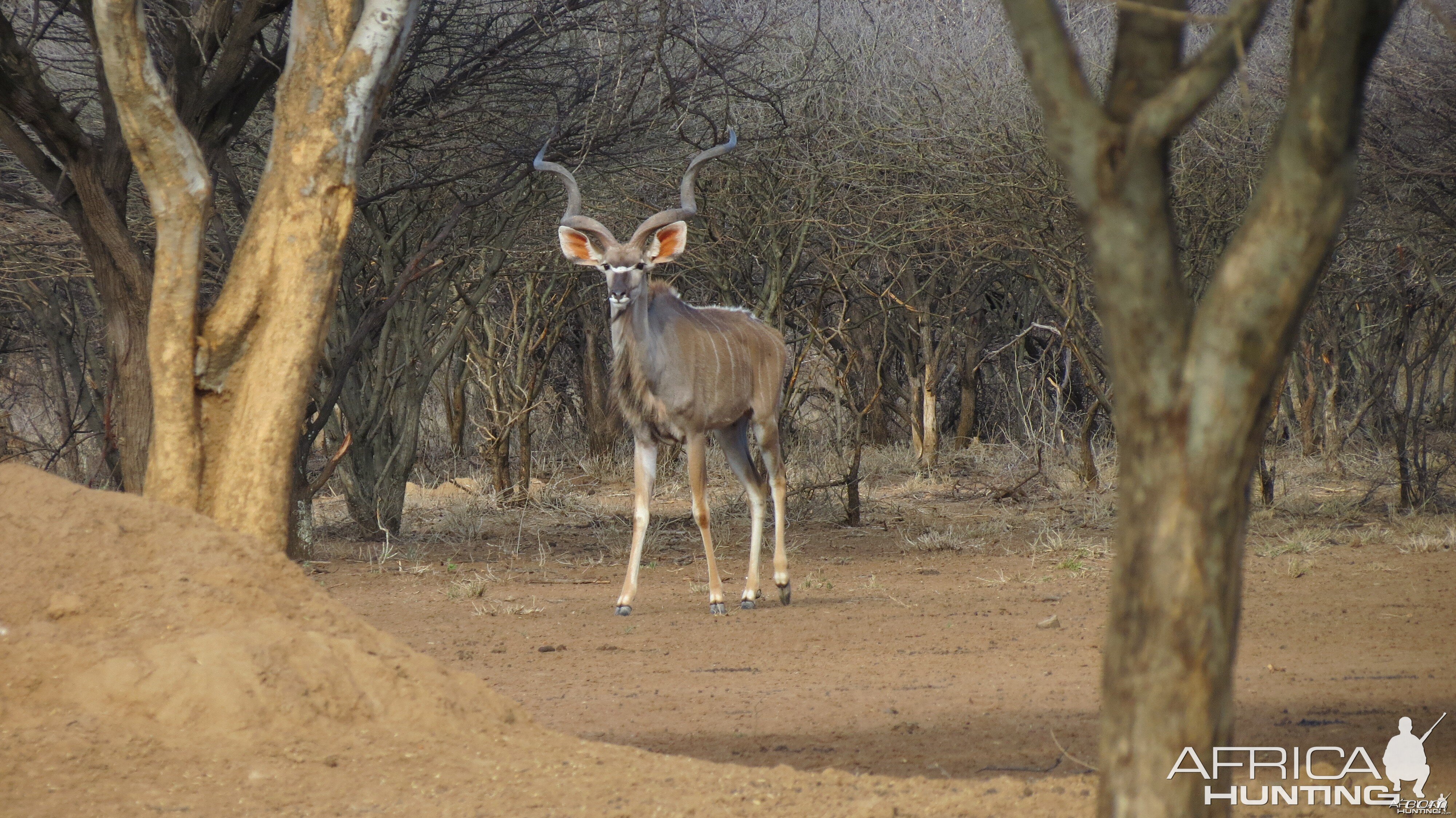 Greater Kudu Namibia