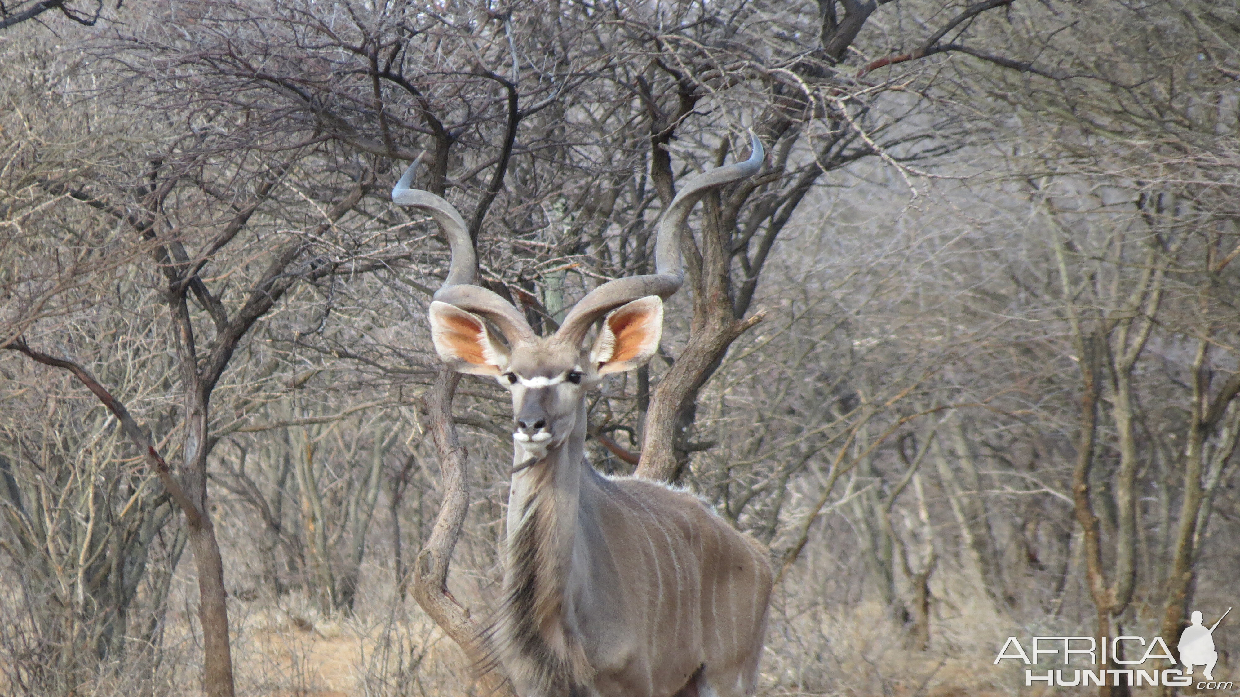 Greater Kudu Namibia