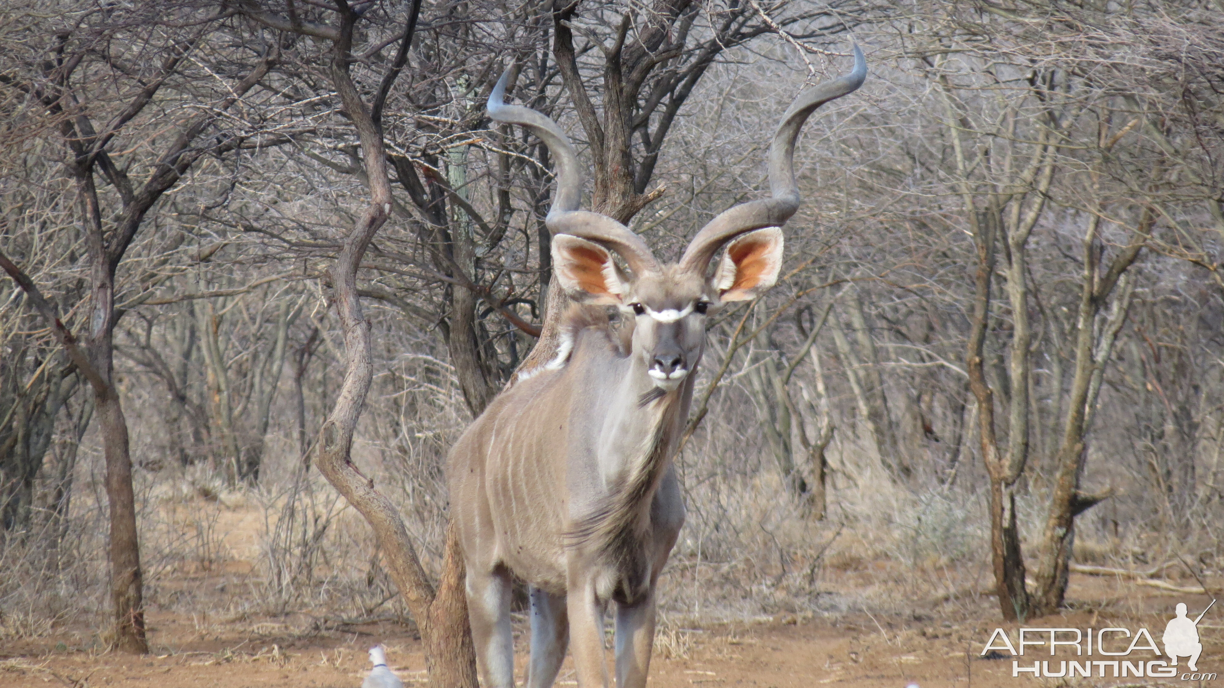 Greater Kudu Namibia