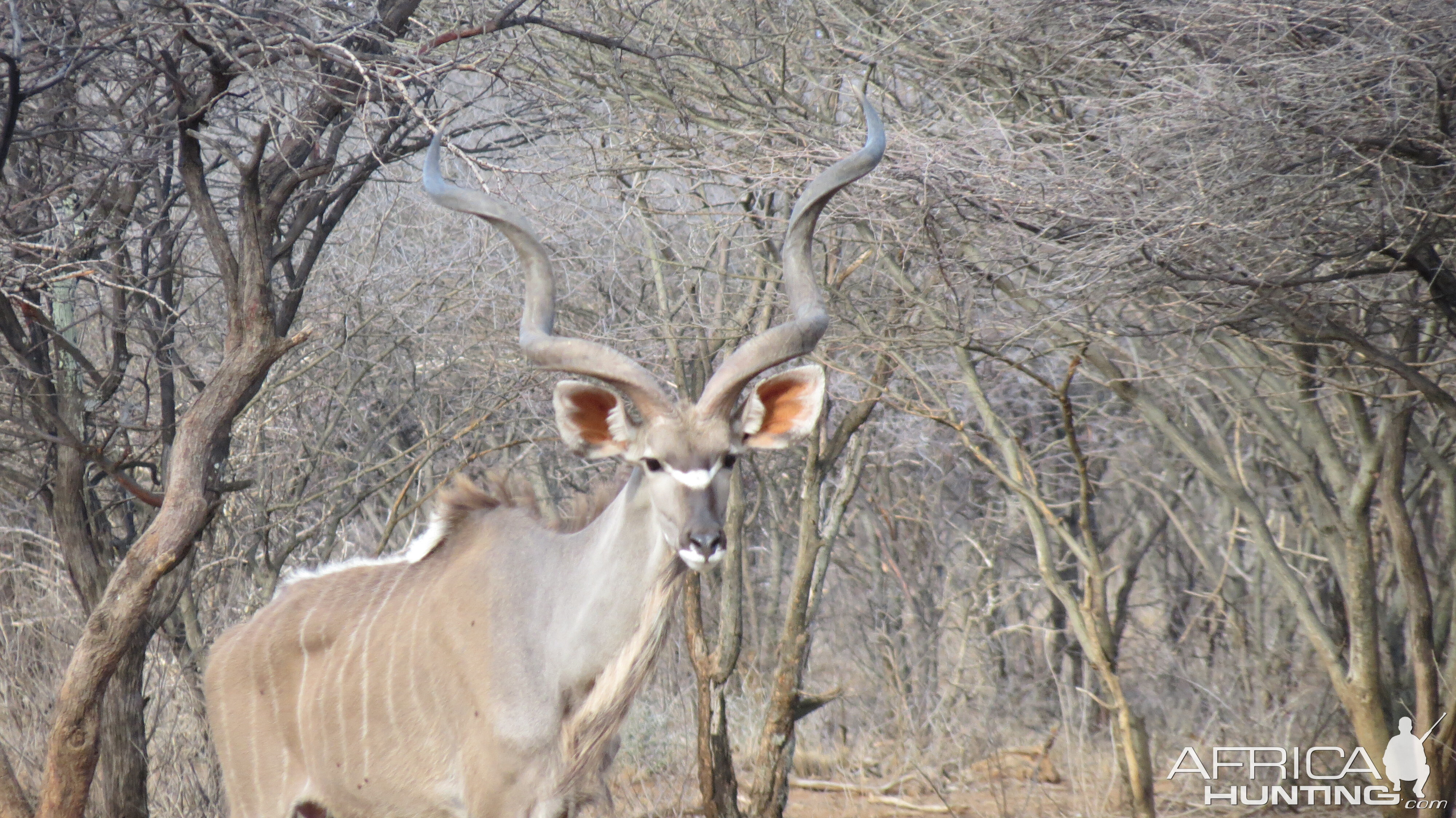 Greater Kudu Namibia